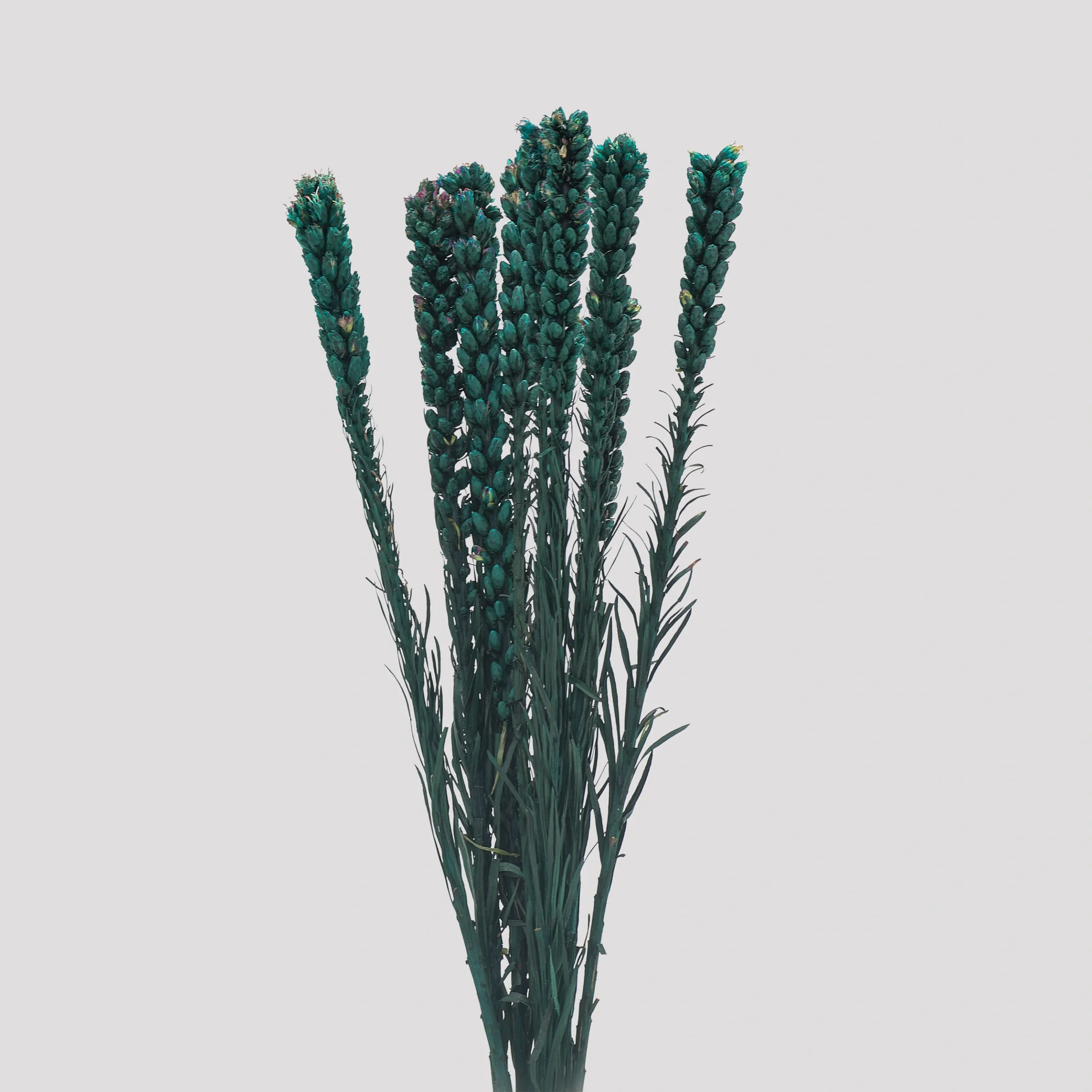 Liatris - Blue General