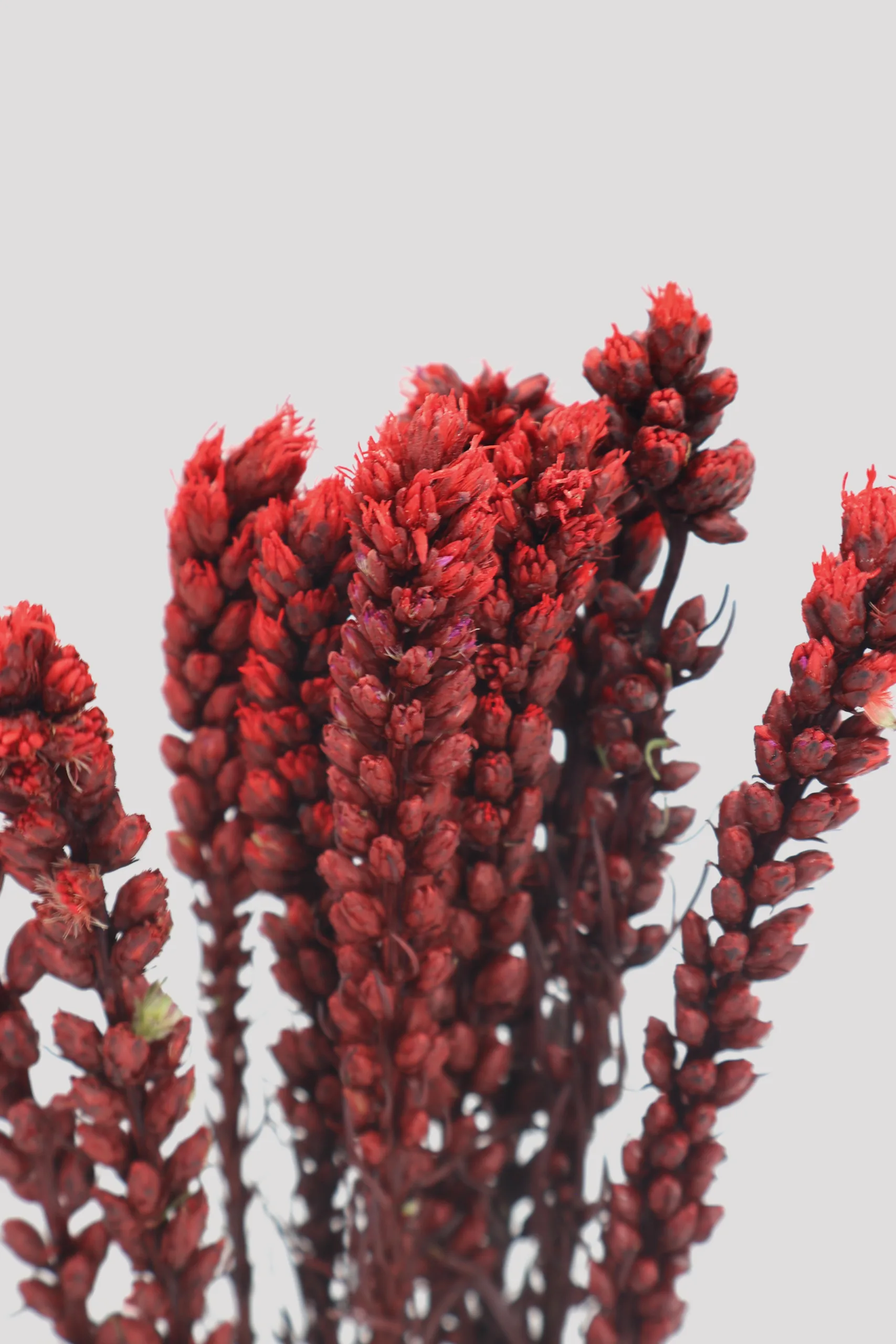 Liatris Granate Detalle