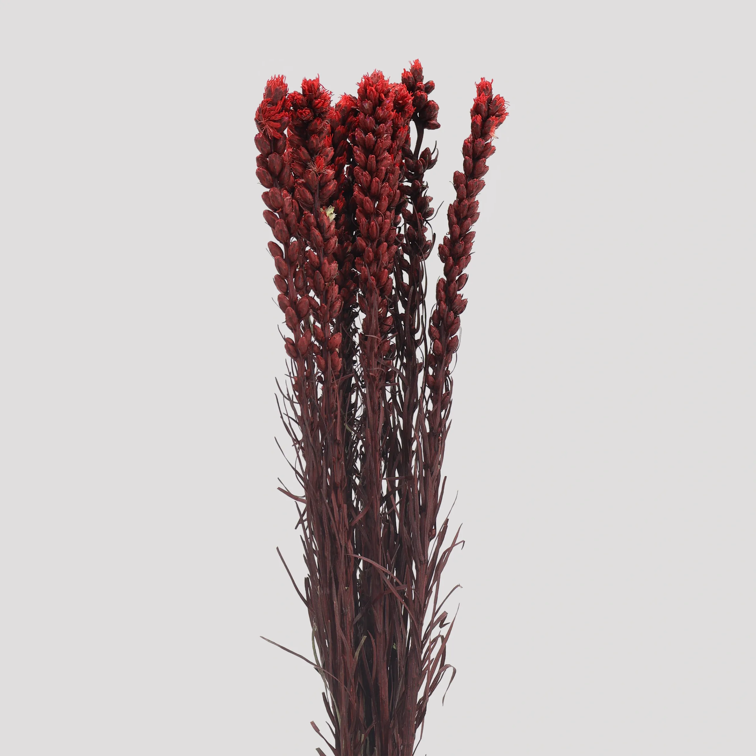 Liatris - Granet General
