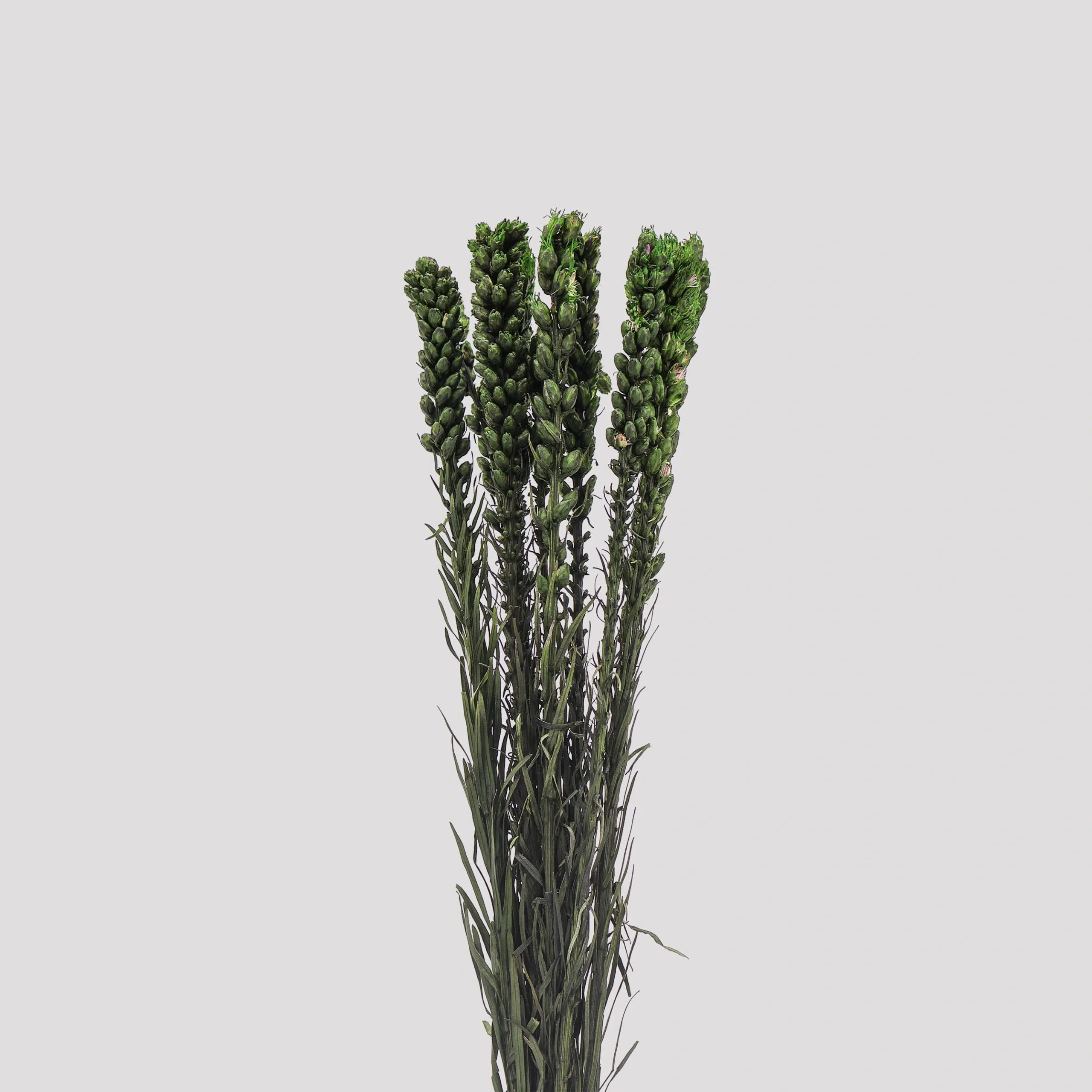 Liatris - Green General