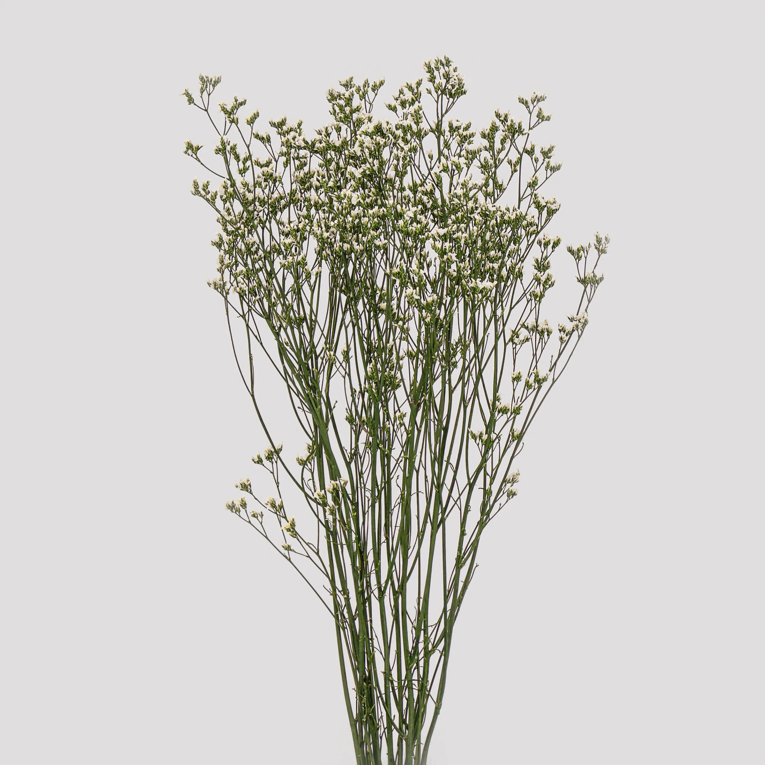 Limonium White green General