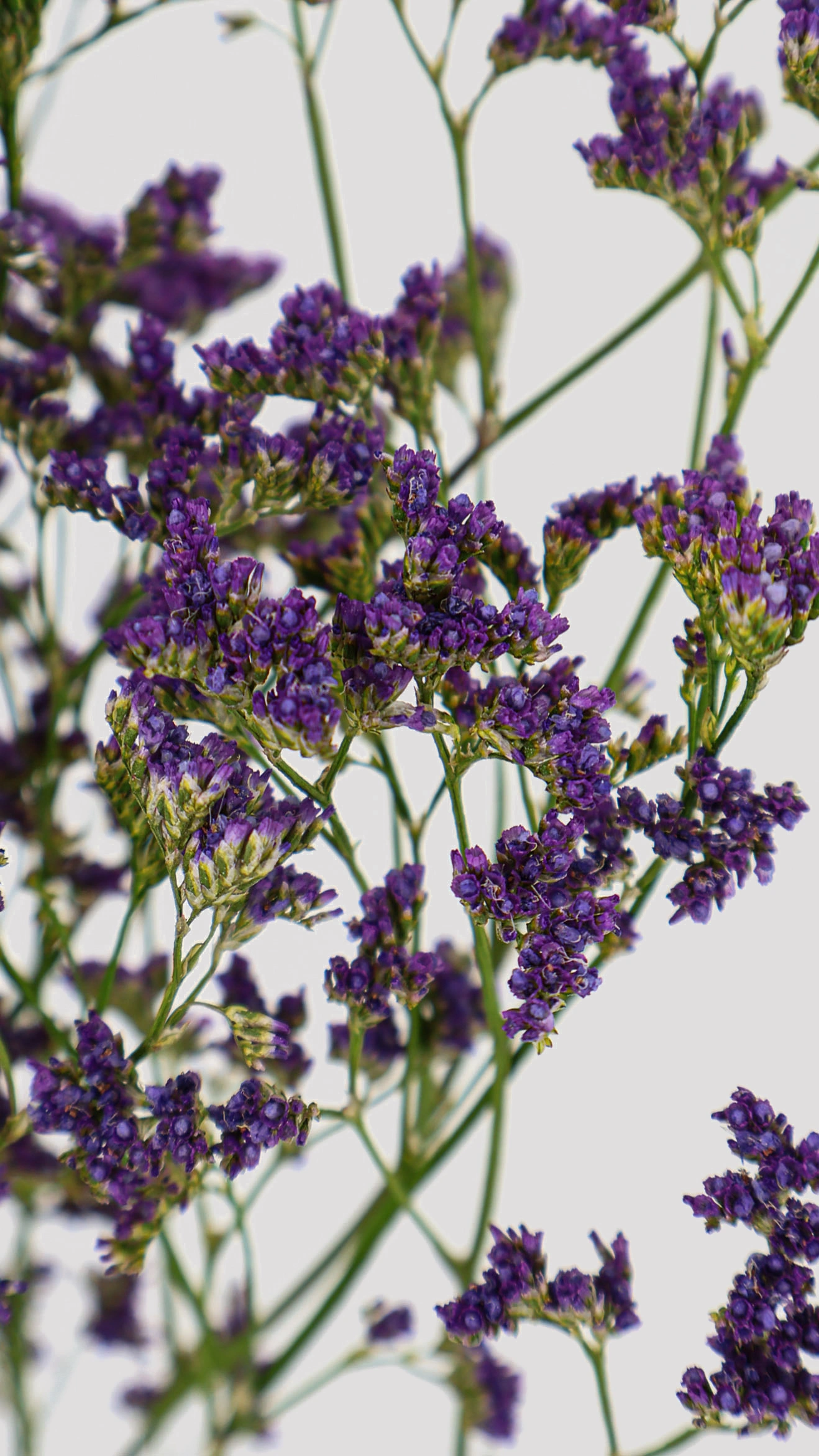 Limonium Lavanda Detalle