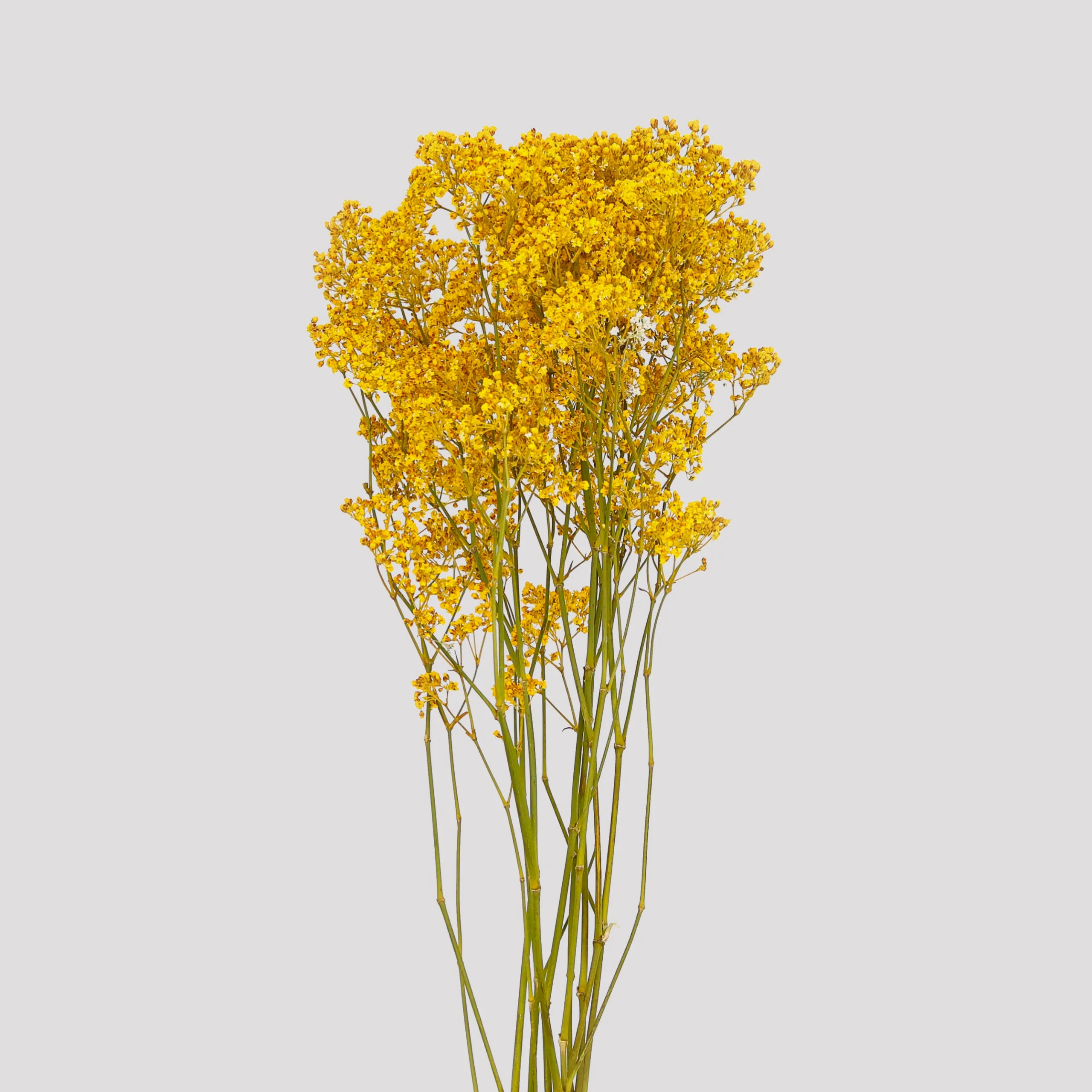 Paniculata Milion Daisy Amarillo General