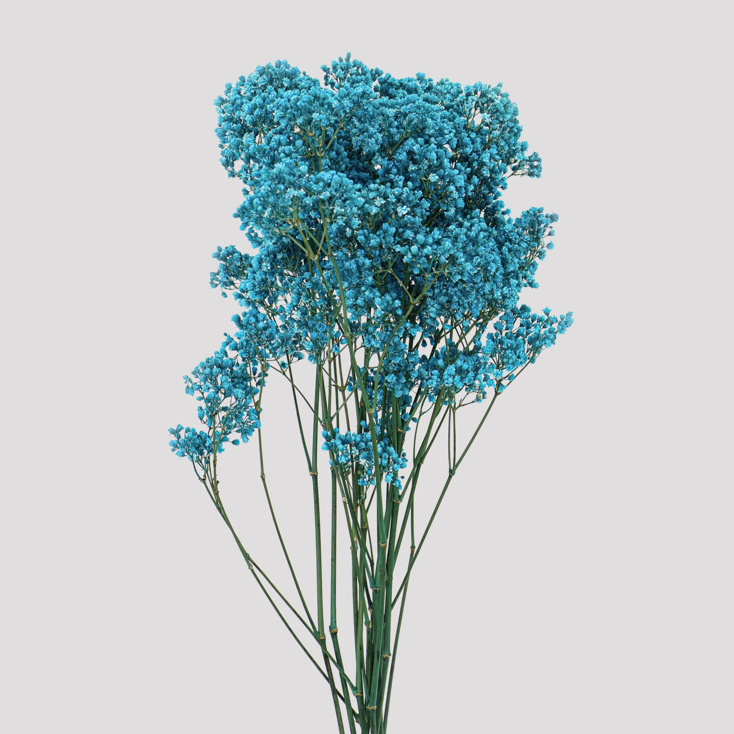 Paniculata Milion Daisy Azul General