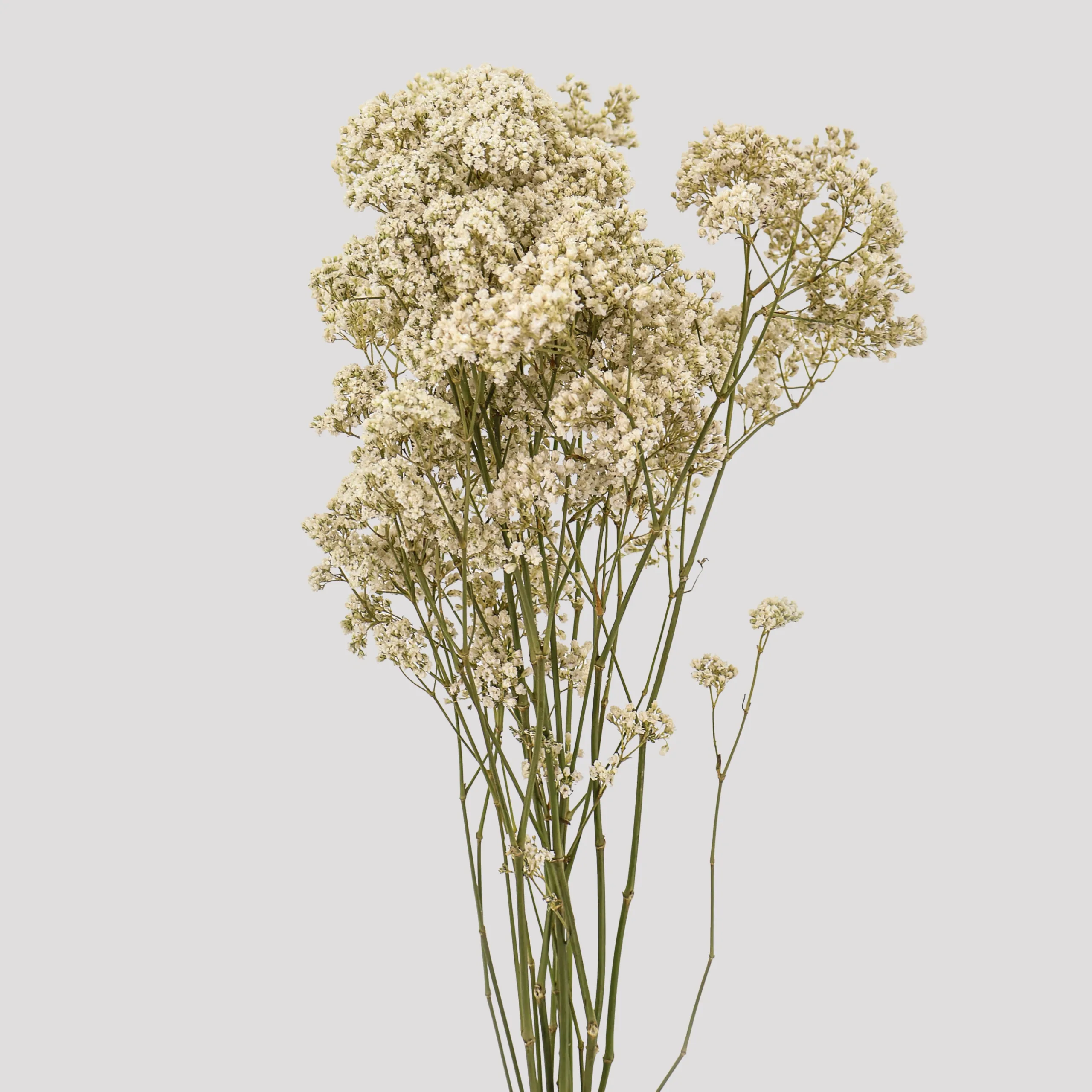 Paniculata Milion Daisy Natural General