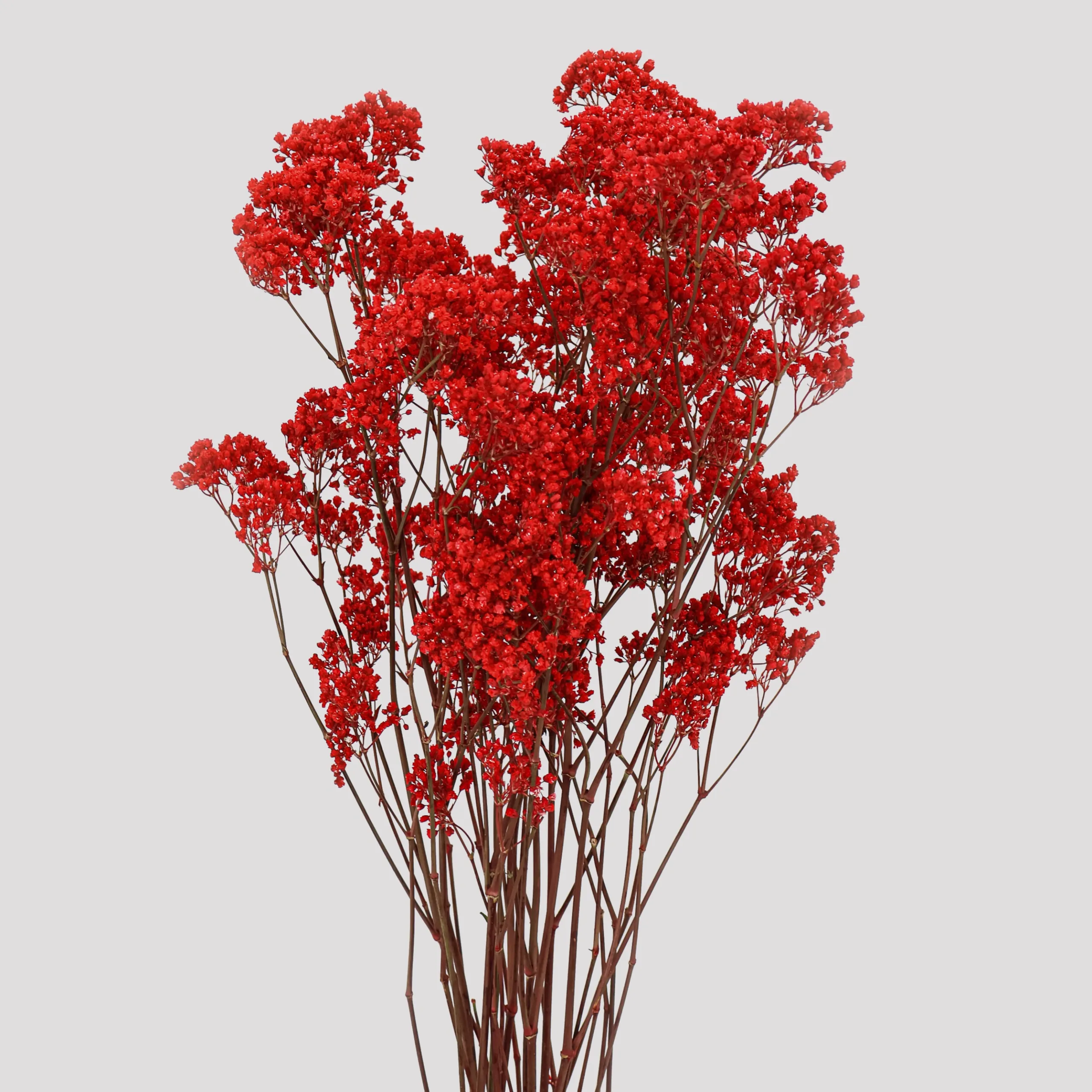 Paniculata Milion Daisy Rojo General