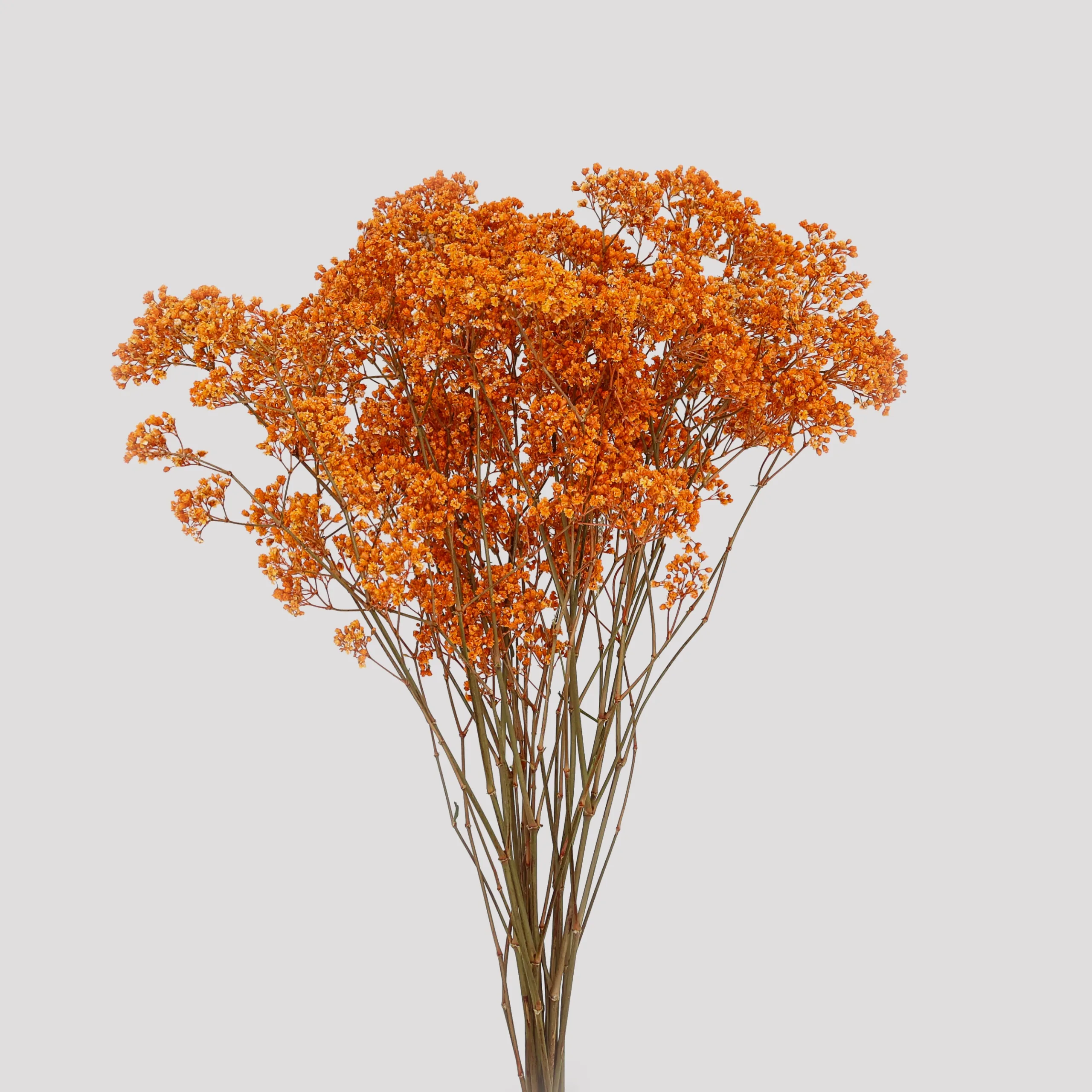 Baby's Breath Milion Daisy Salmón General