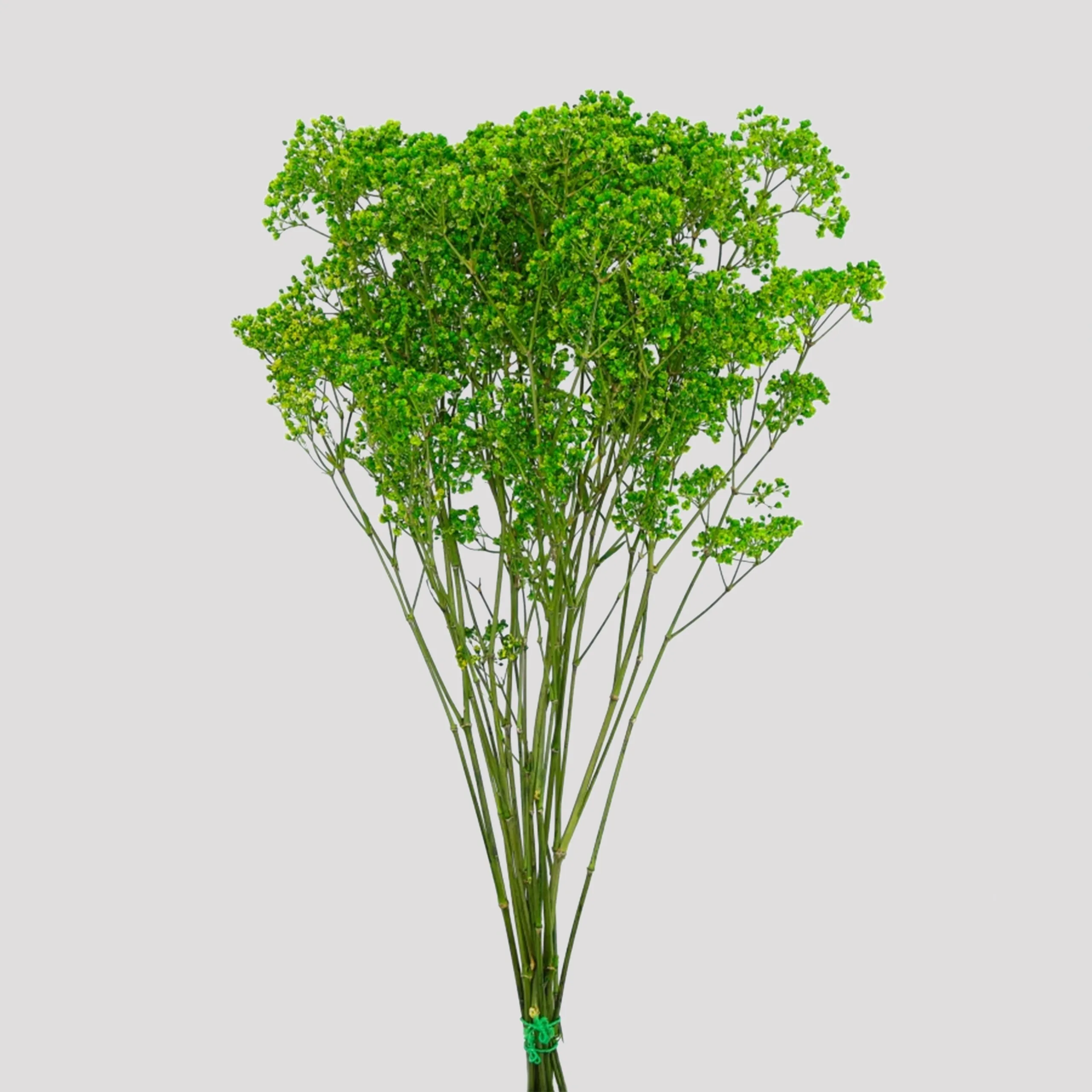 Paniculata Milion Daisy Verde General