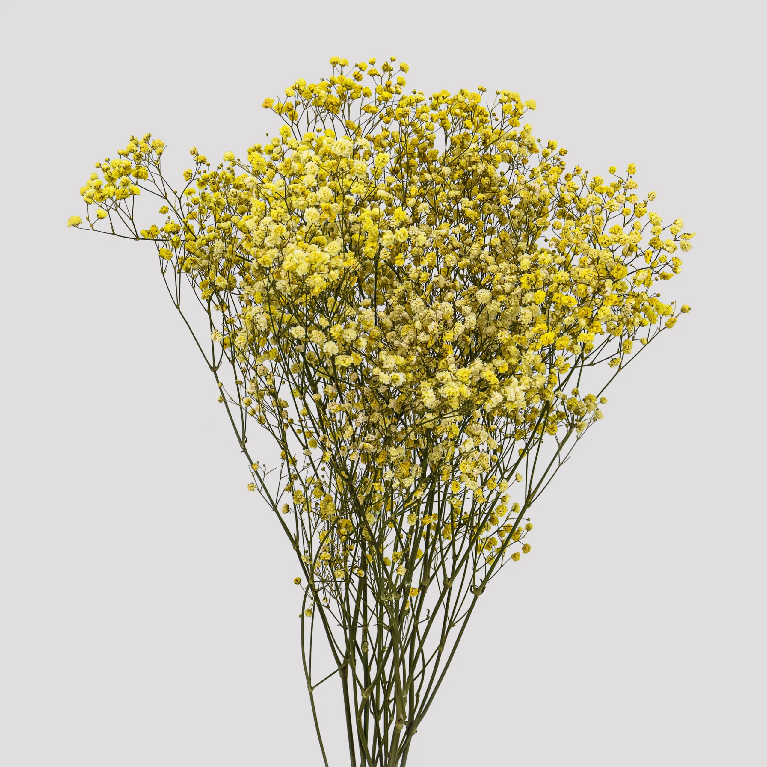 Paniculata Xlance Amarailla General