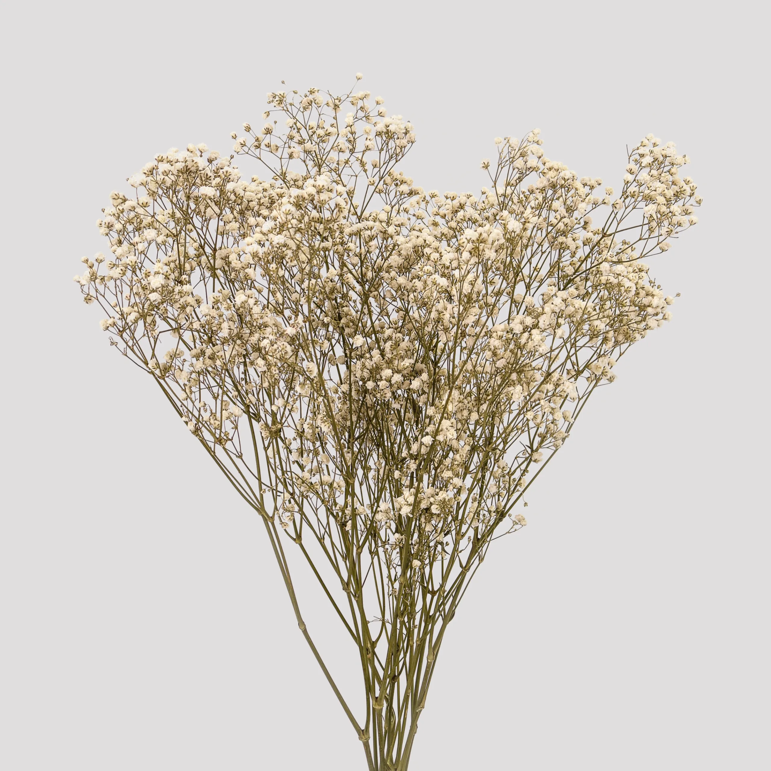 Baby's Breath Xlance Ani Natural General