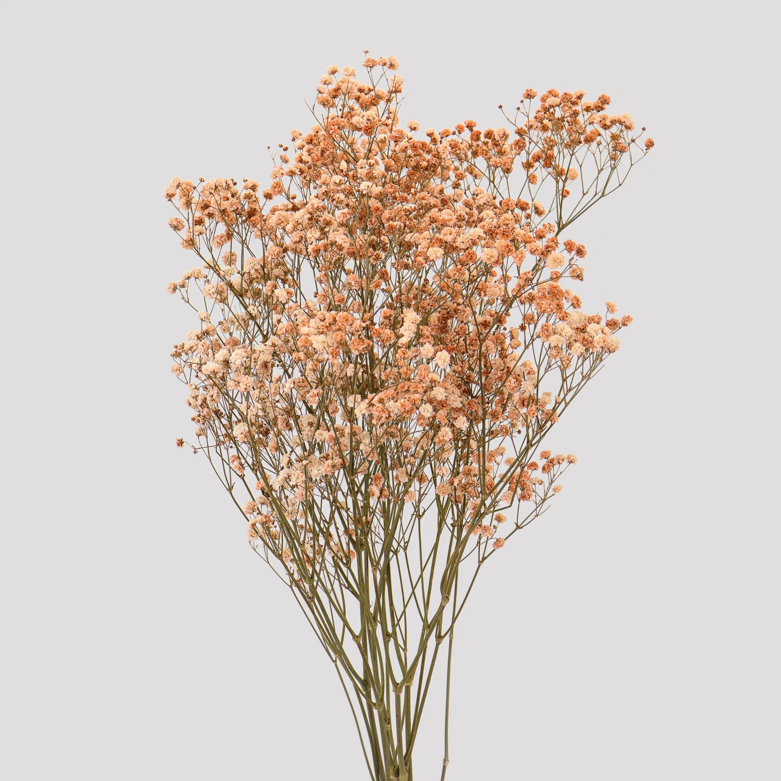 Paniculata Xlance Café General