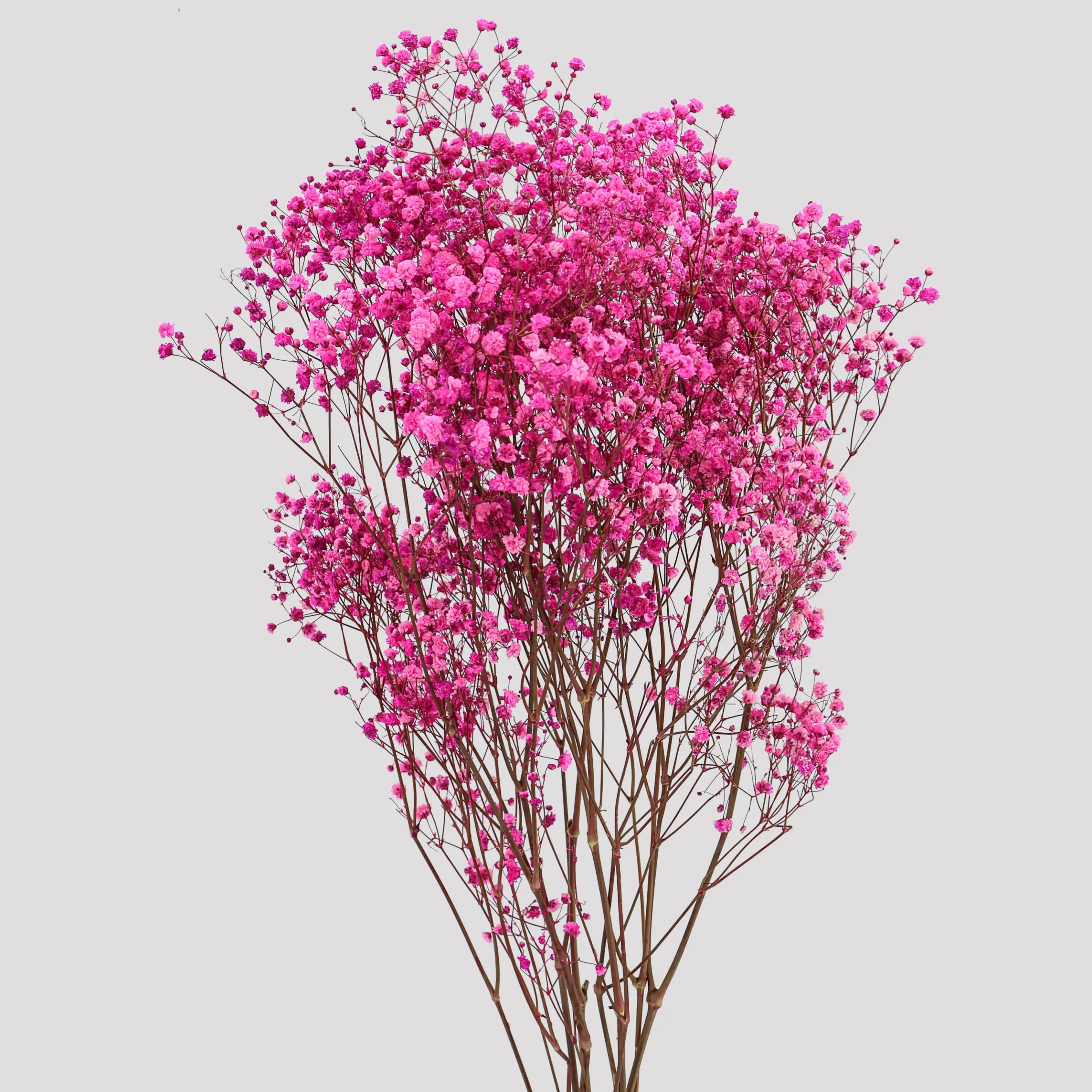 Paniculata Xlance Fucsia General
