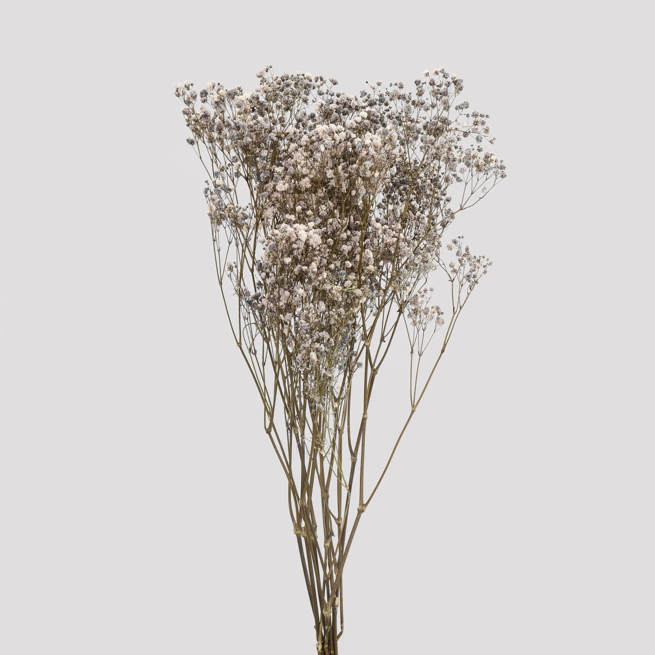 Paniculata Xlance Gris Claro General