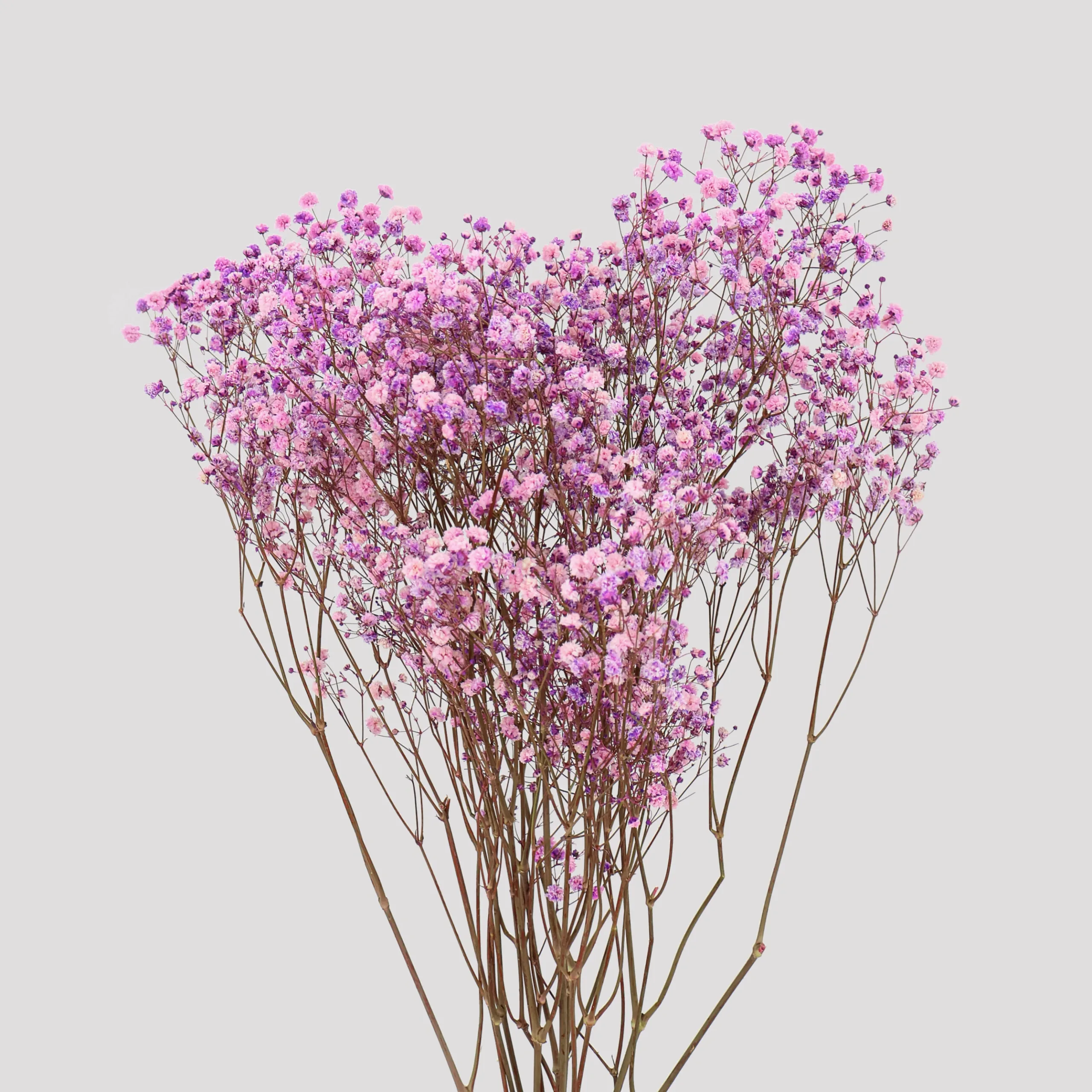 Paniculata Xlance Lavanda General