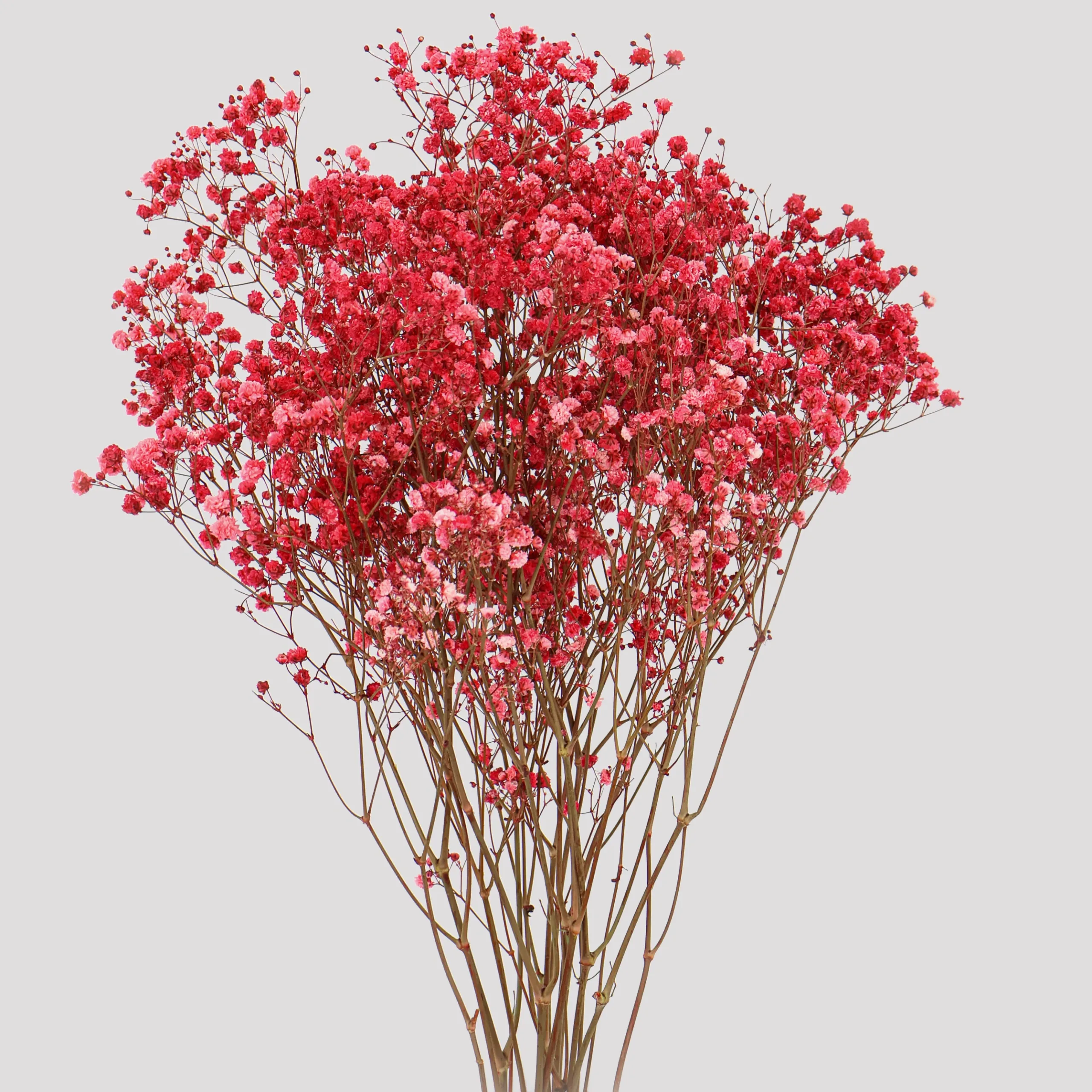 Baby's Breath Xlance Rojo General