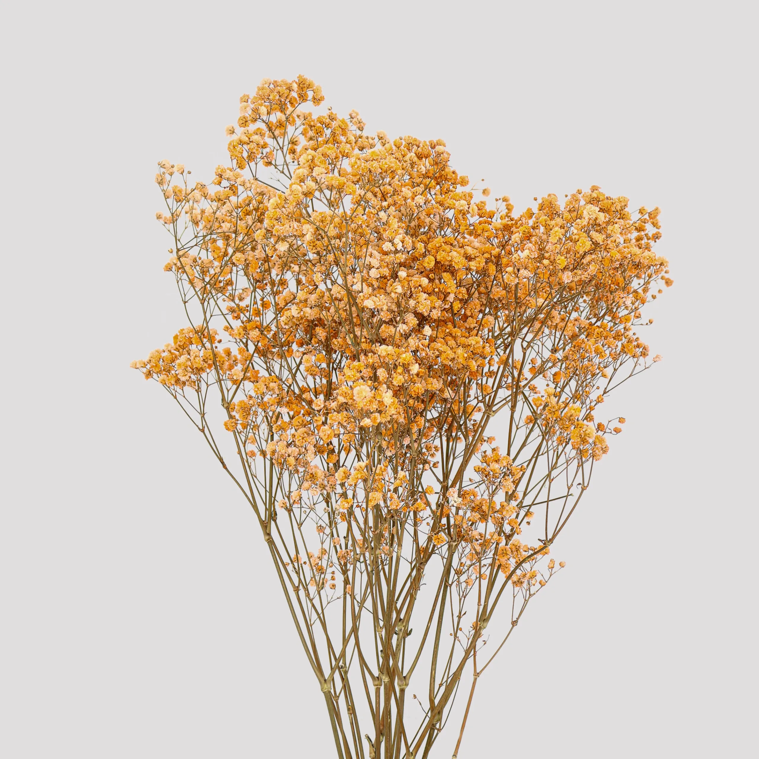Paniculata Xlance Salmón General
