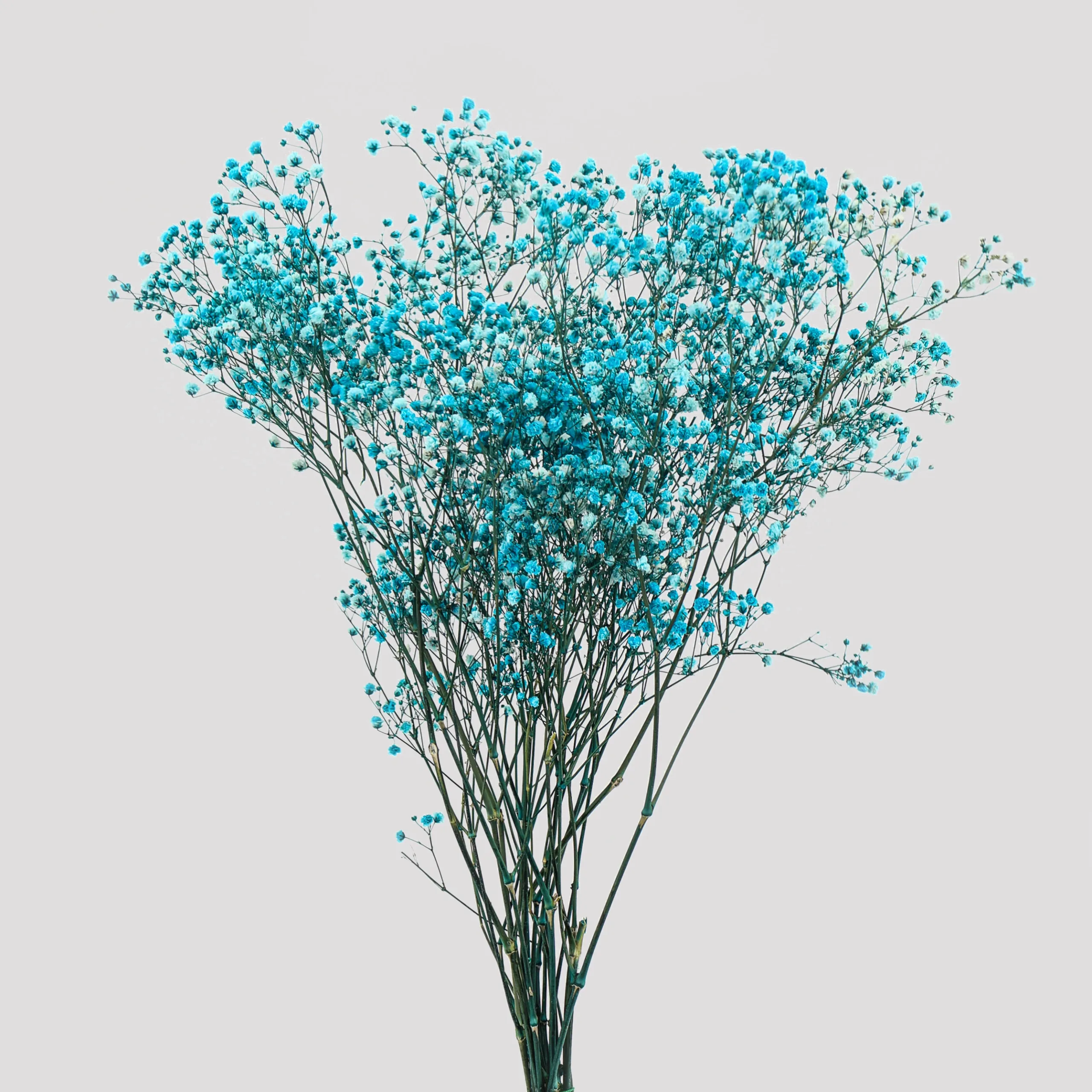 Paniculata Xlance Turquesa General