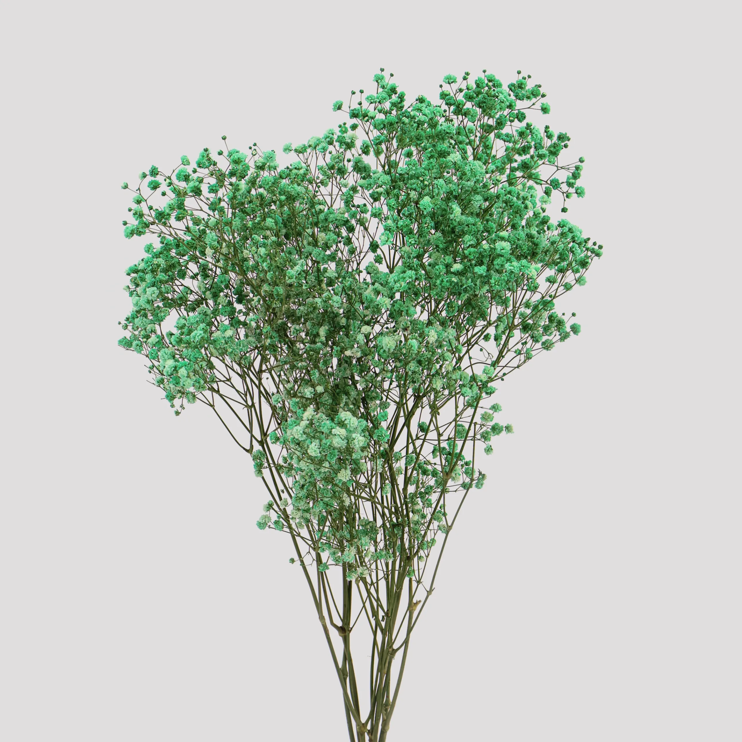 Paniculata Xlance Verde General