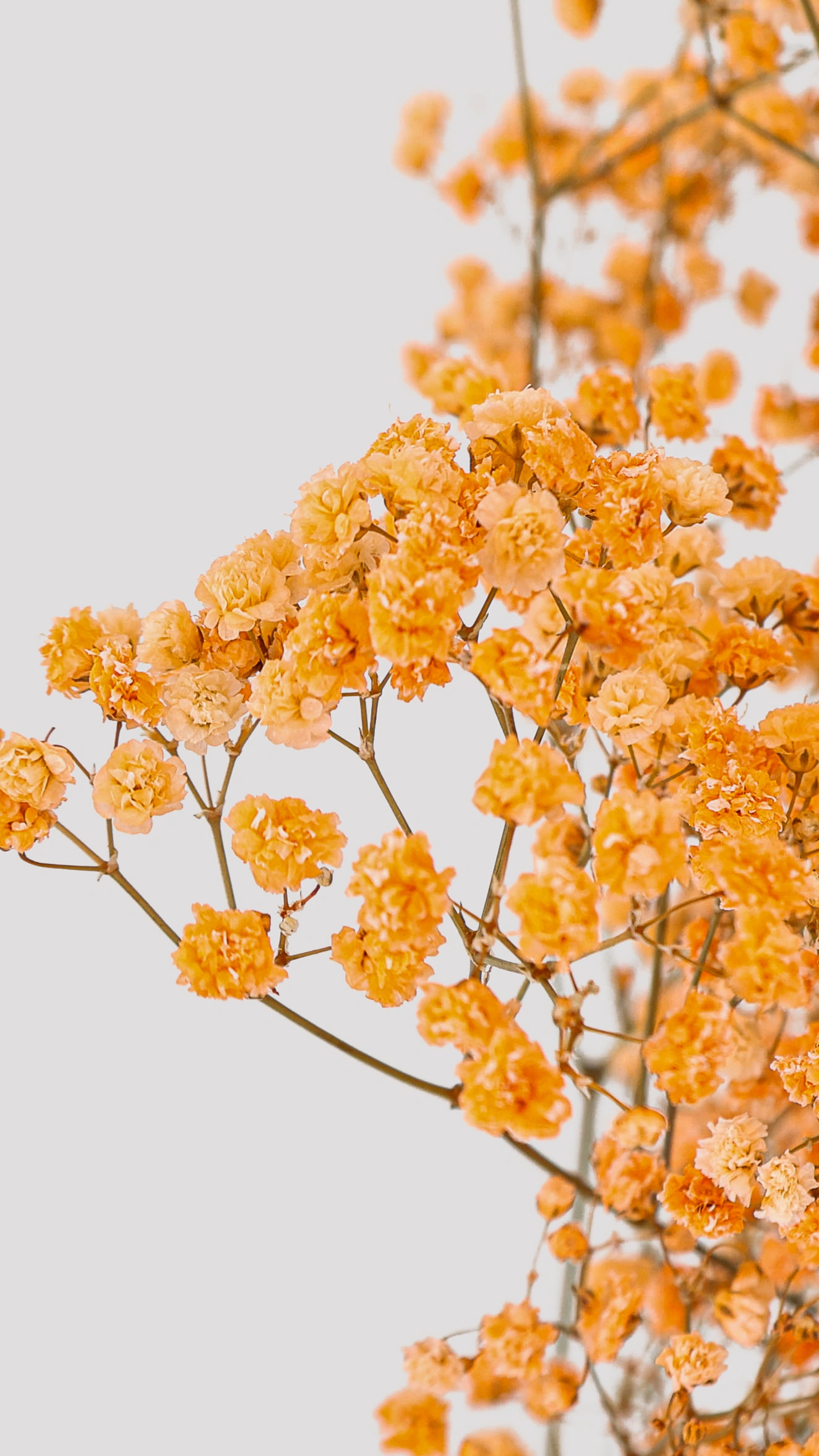 Paniculata Xlence Salmón Detalle