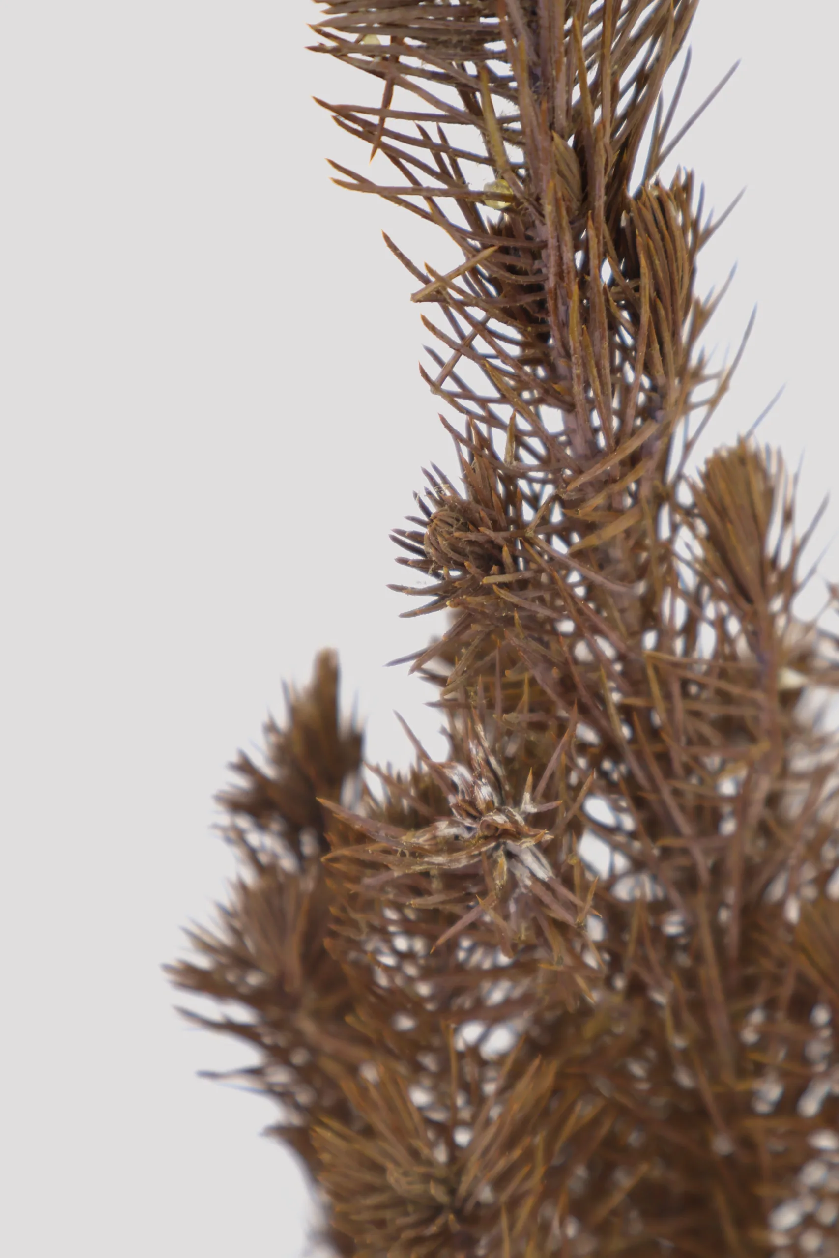 Pinus Pinea Amarillo Detalle 3