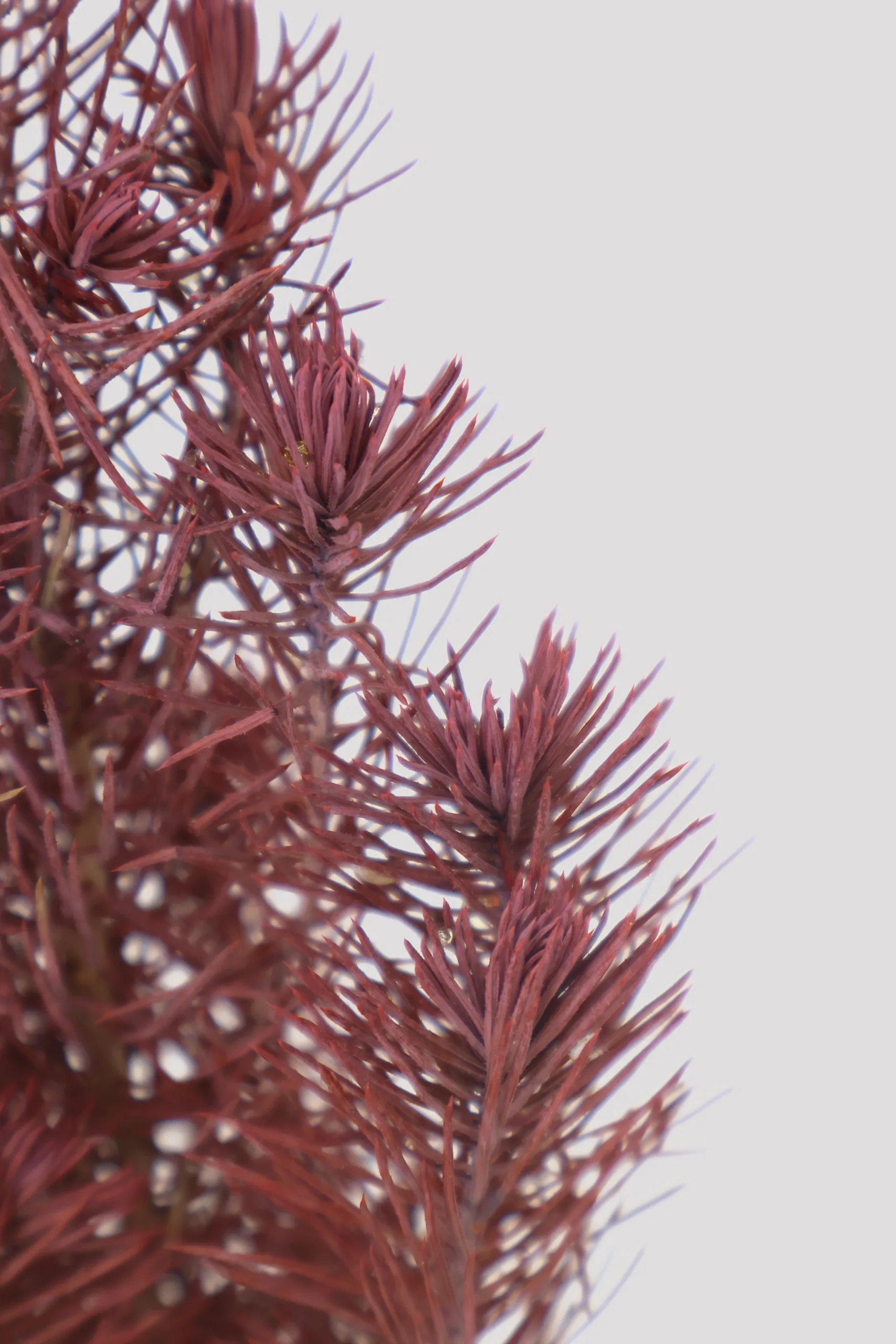 Pinus Pinea Rojo Detalle 2