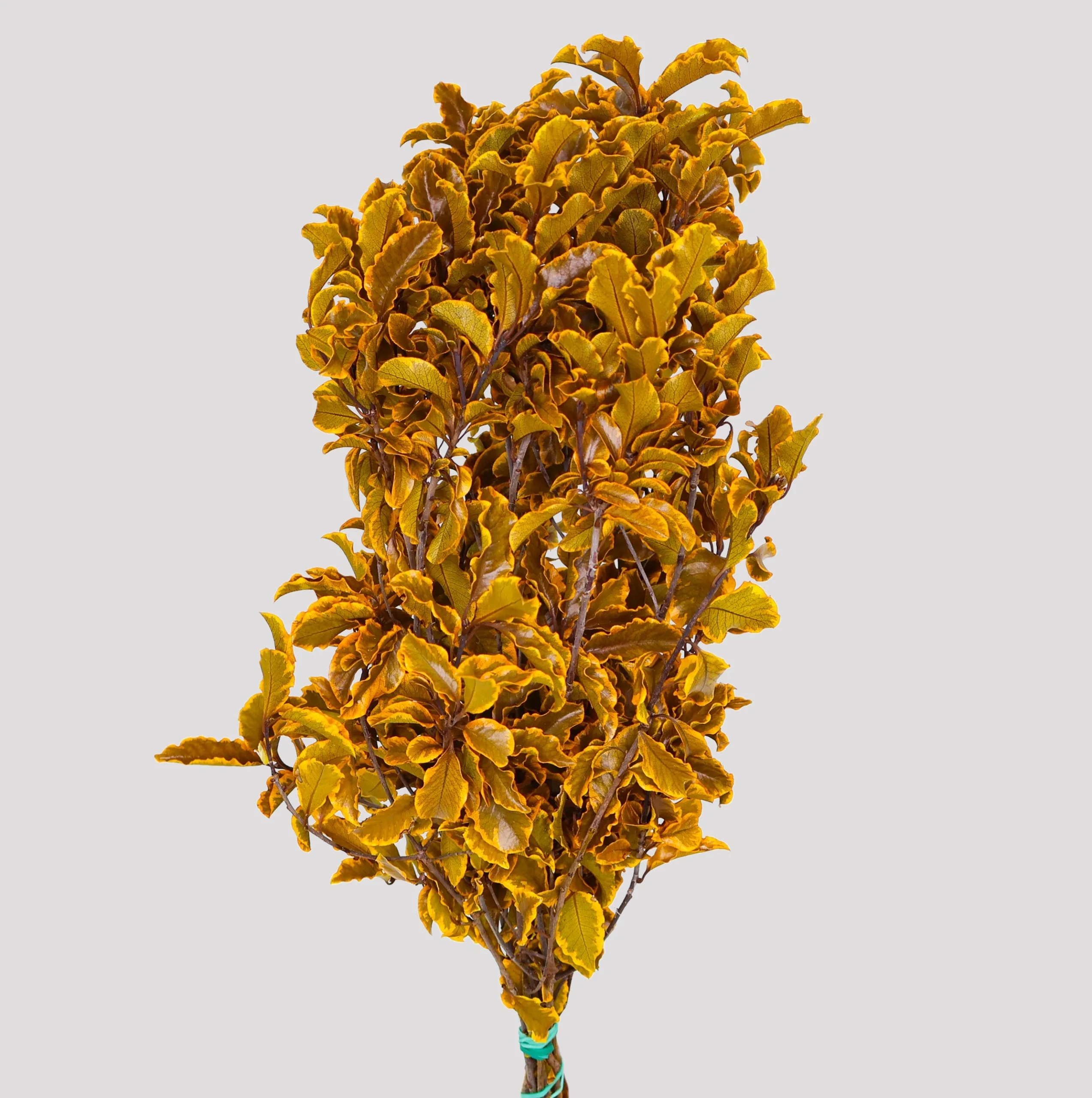 Pittosporum - Yellow