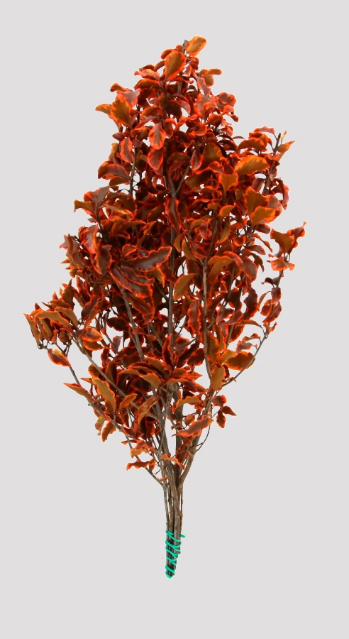Pittosporino Naranja Preservado General
