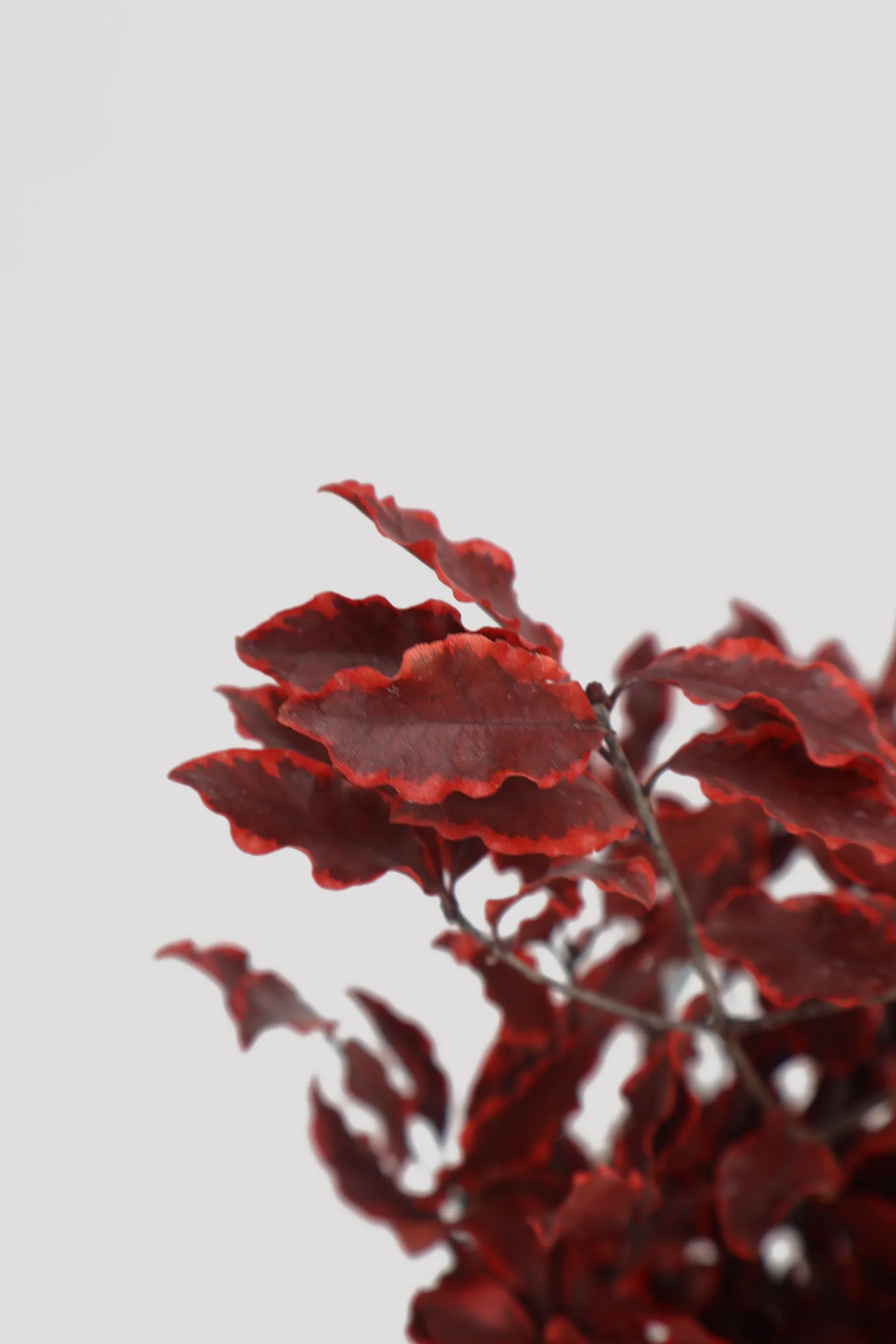 Pittosporino Rojo (5)