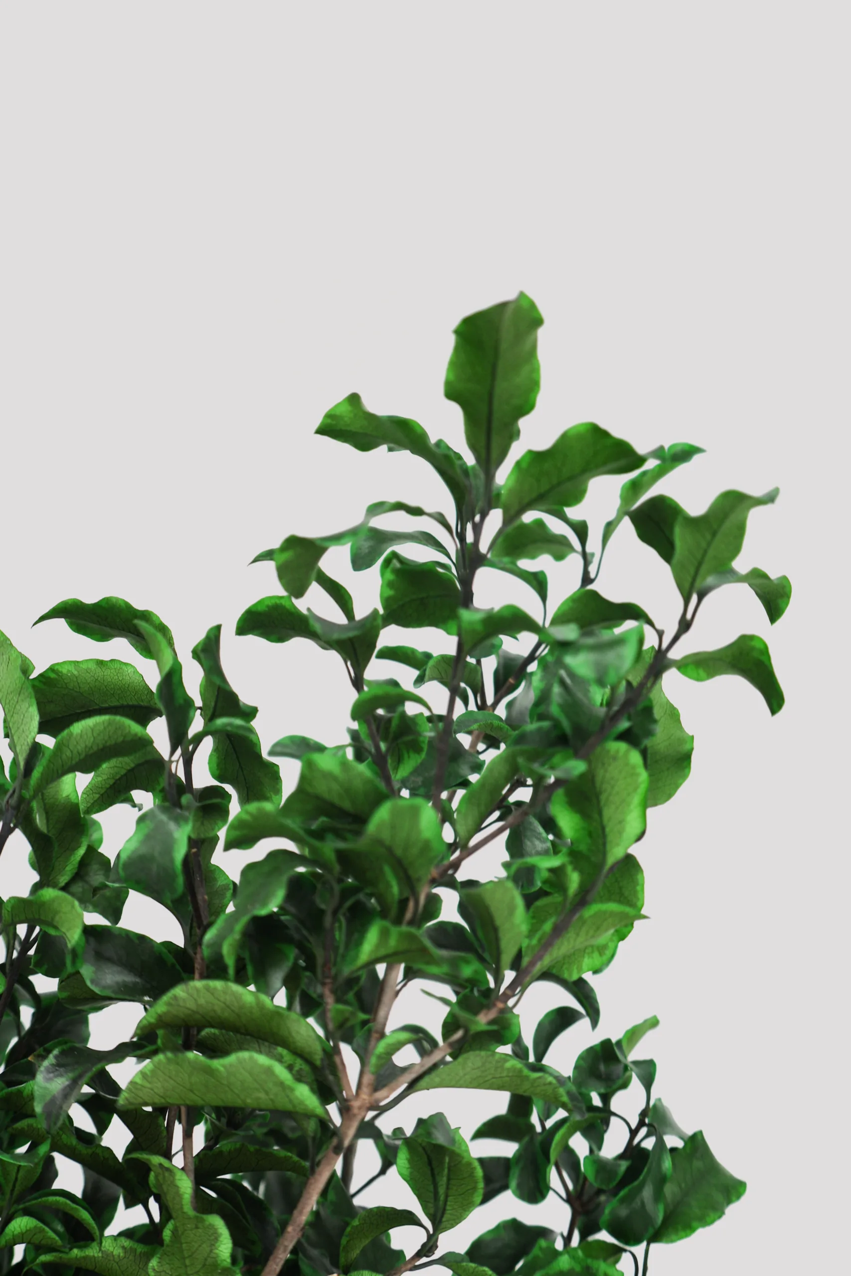 Pittosporino Verde (5)