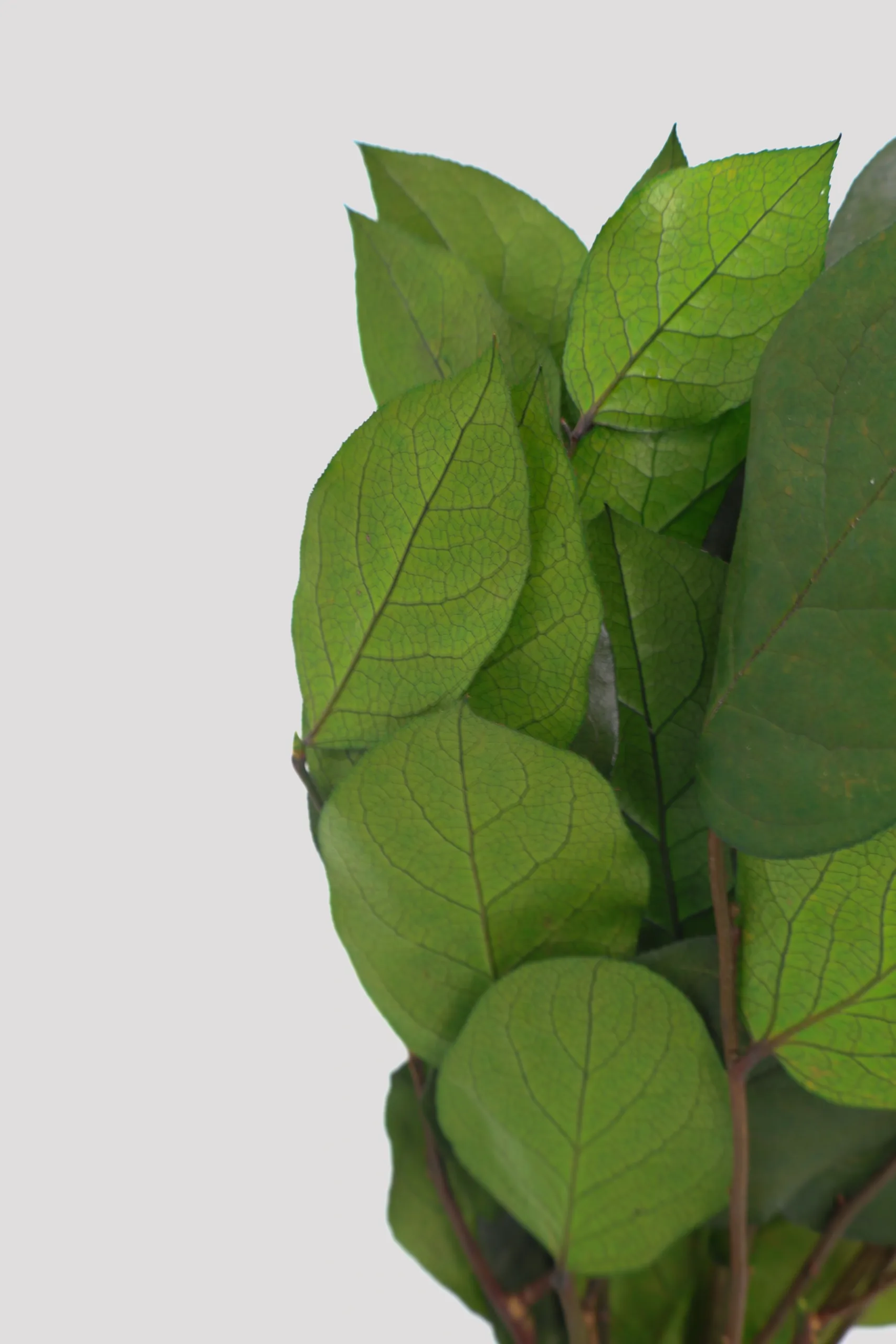 Salal Verde Detalle 2