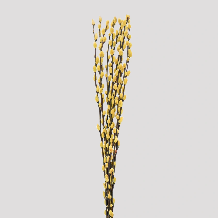 Salix Amarillo
