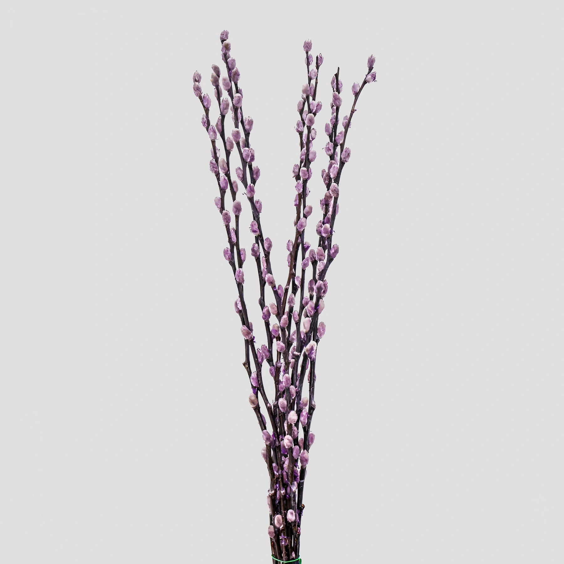 Salix Lavanda (2)