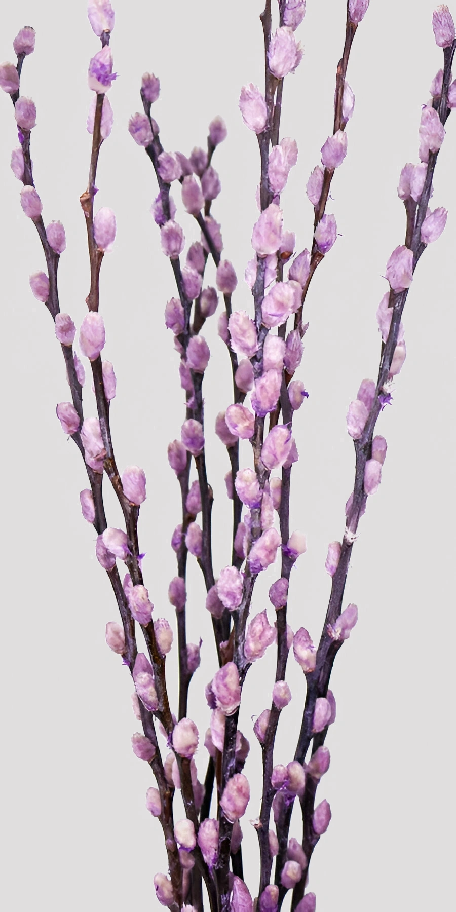 Salix Lavanda Detalle