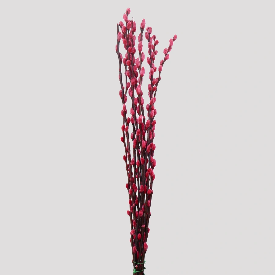 Salix Fuchsia