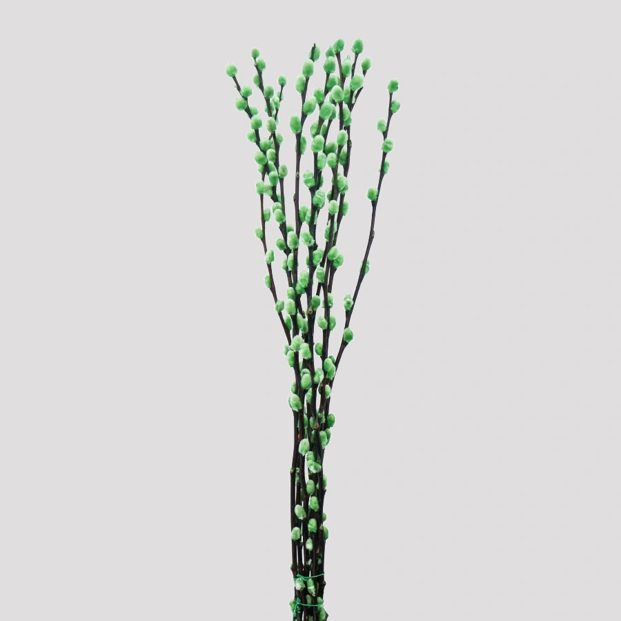 Salix Verde
