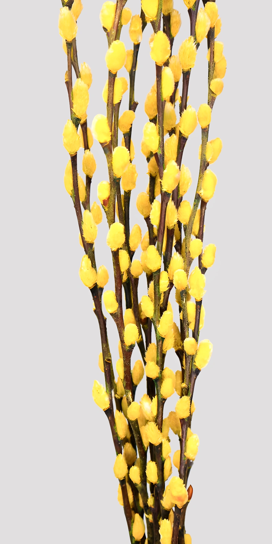 Salix_Amarillo_Detalle_upscaled