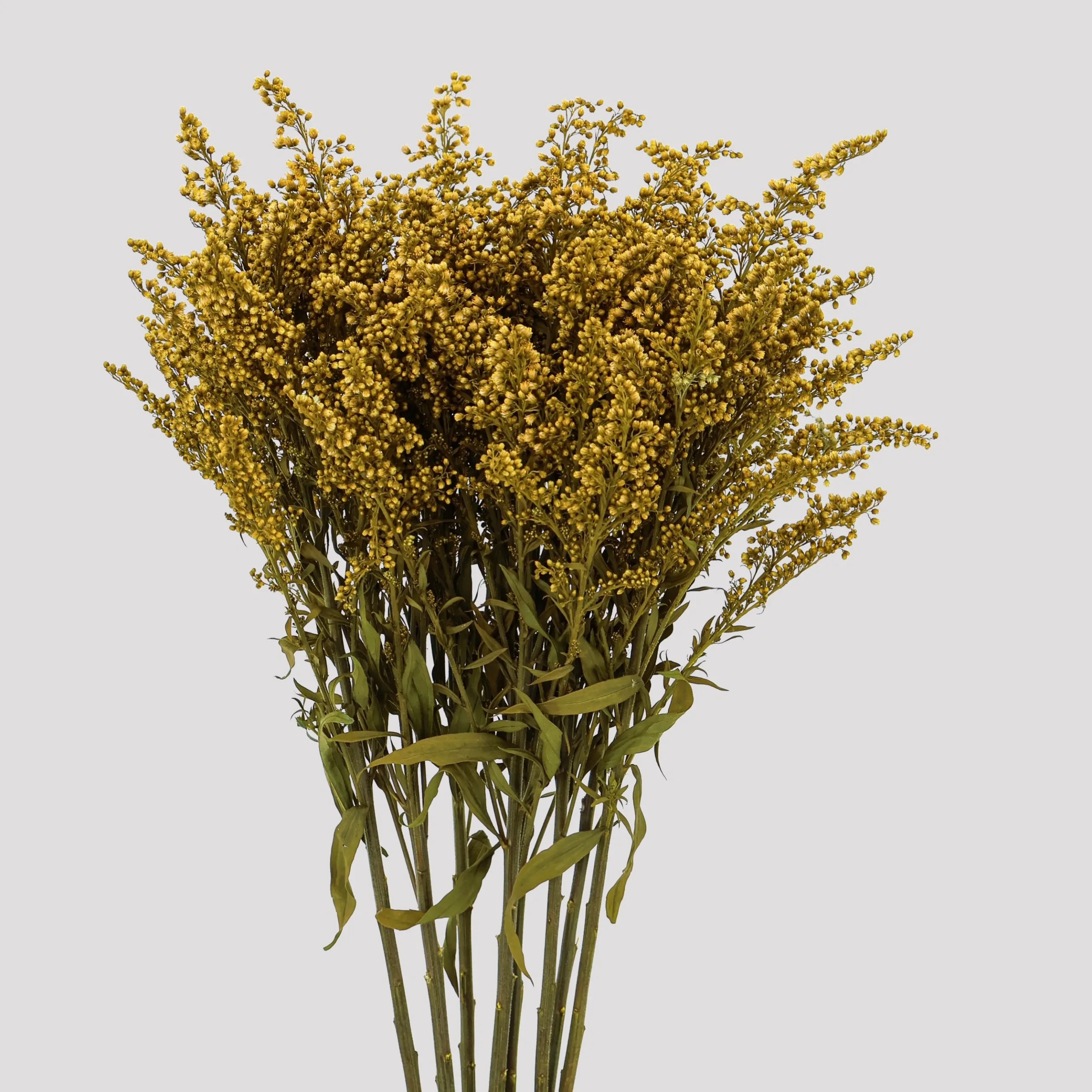 Solidago Amarillo Preservado