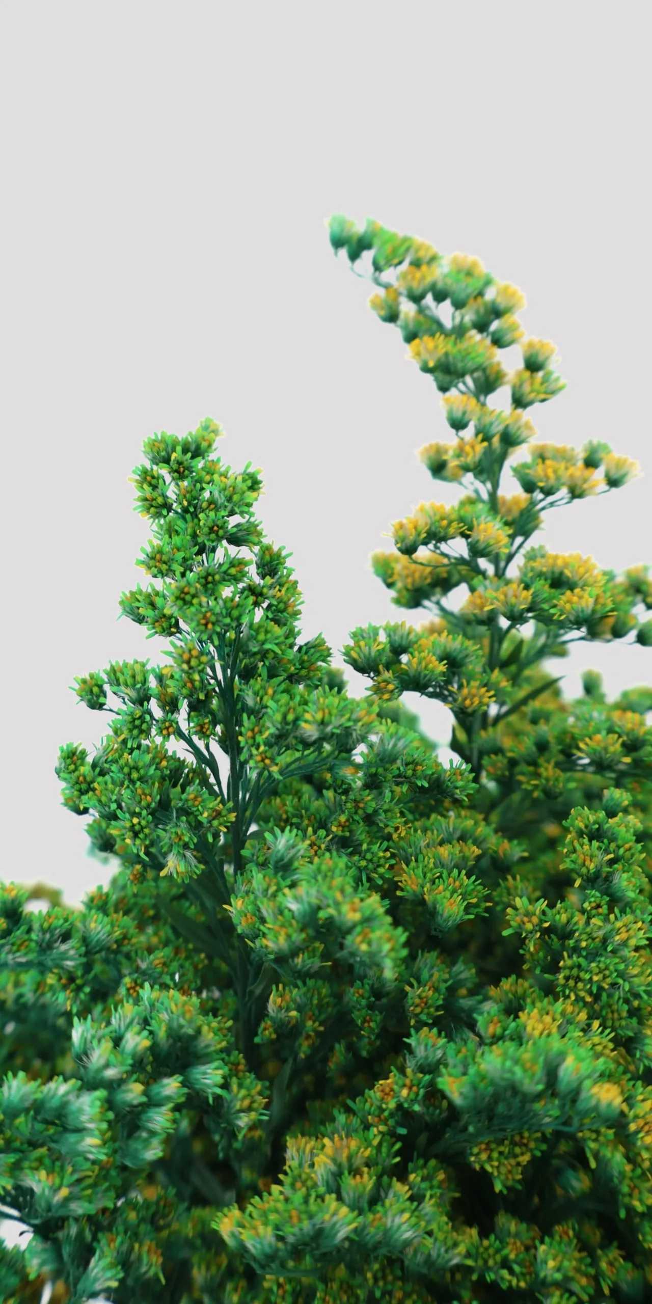 Solidago Azul Detalle