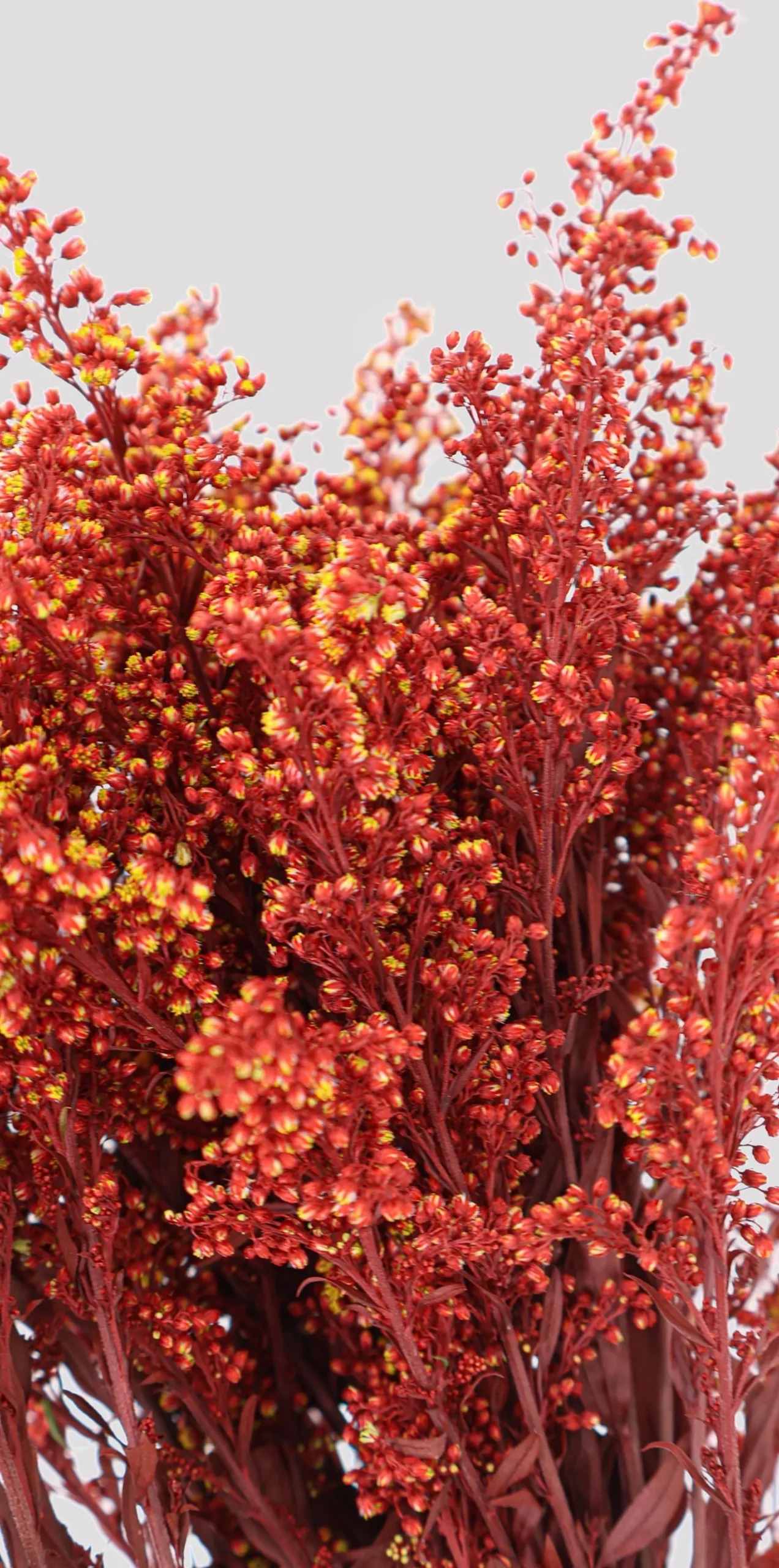 Solidago Burdeos Detalle