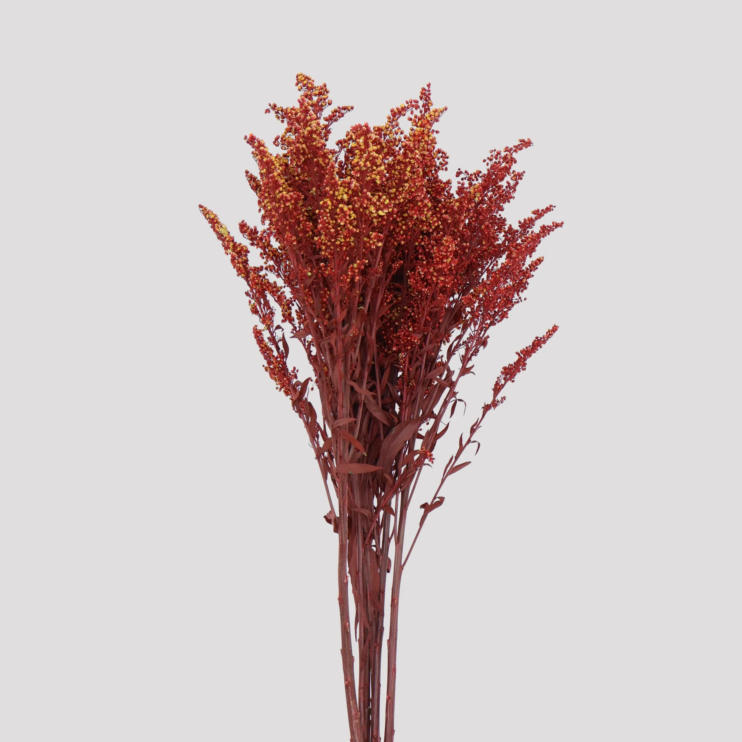 Solidago Burdeos Preservado