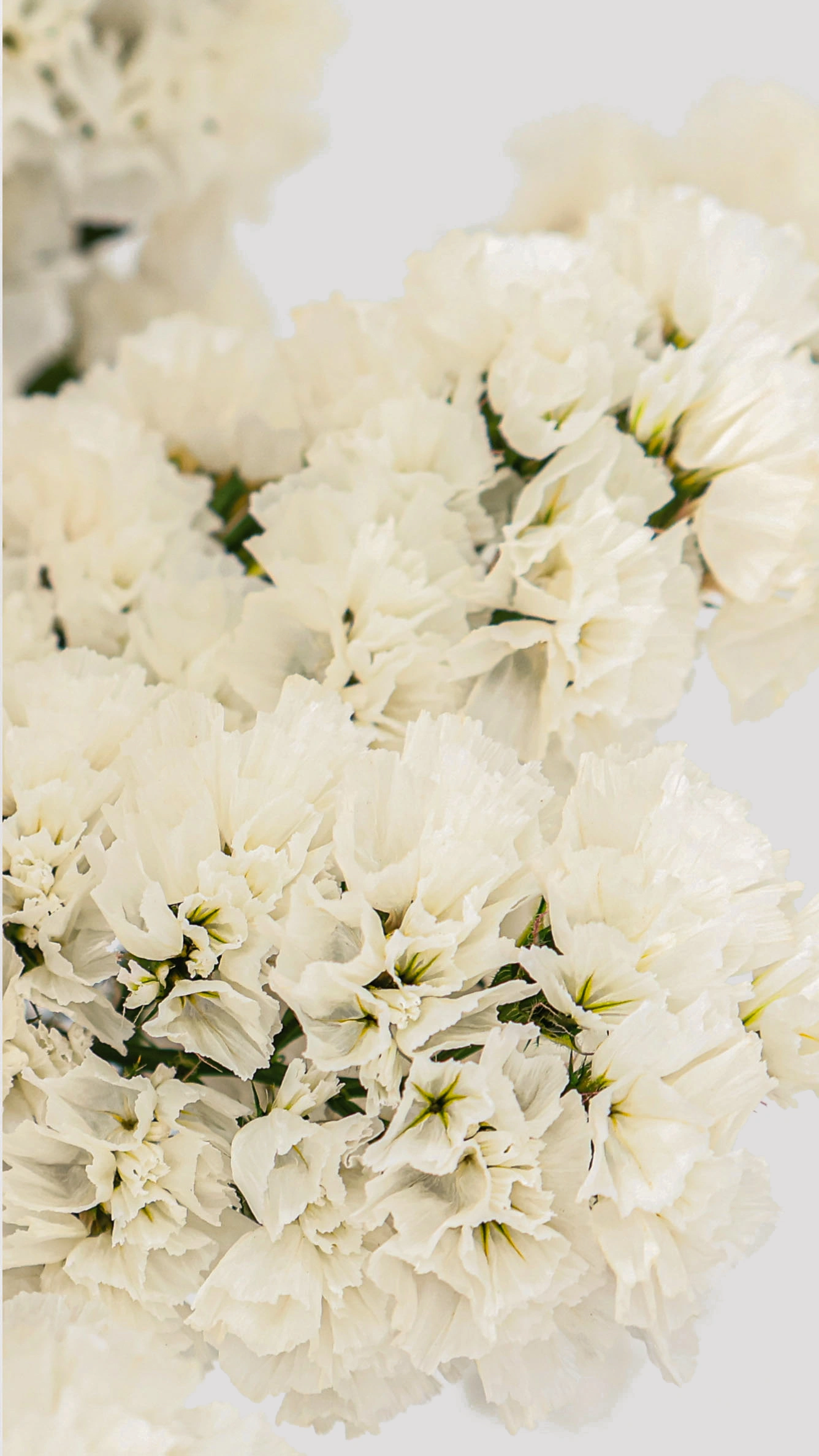 Statice Blanco Detalle