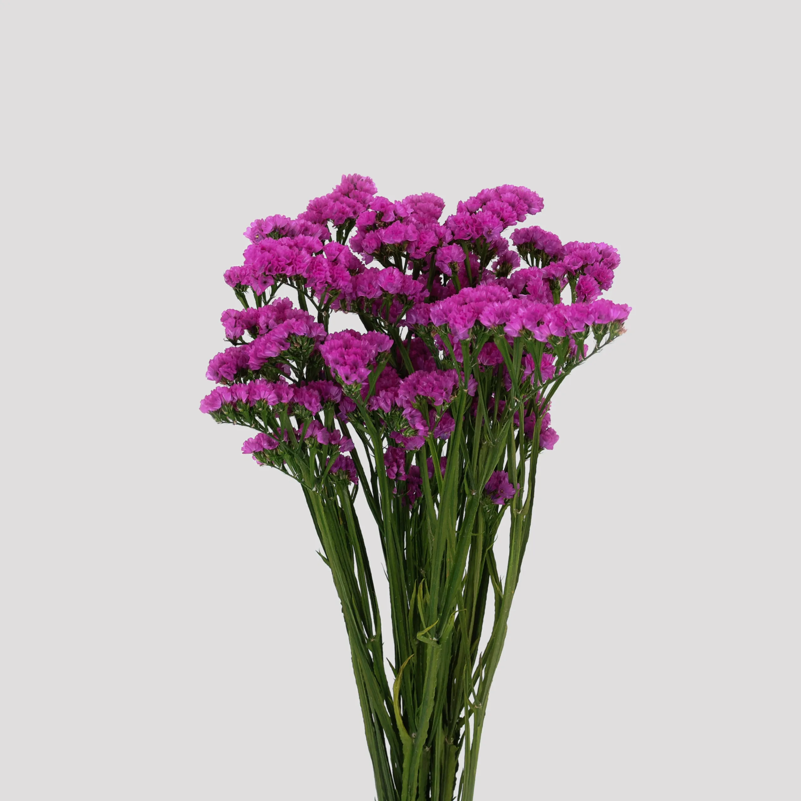 Statice Fuchsia General