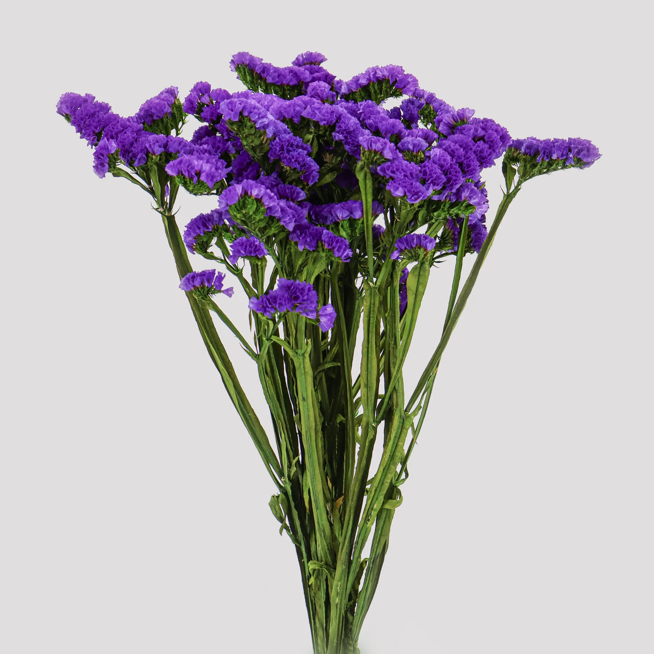 Statice Purple General