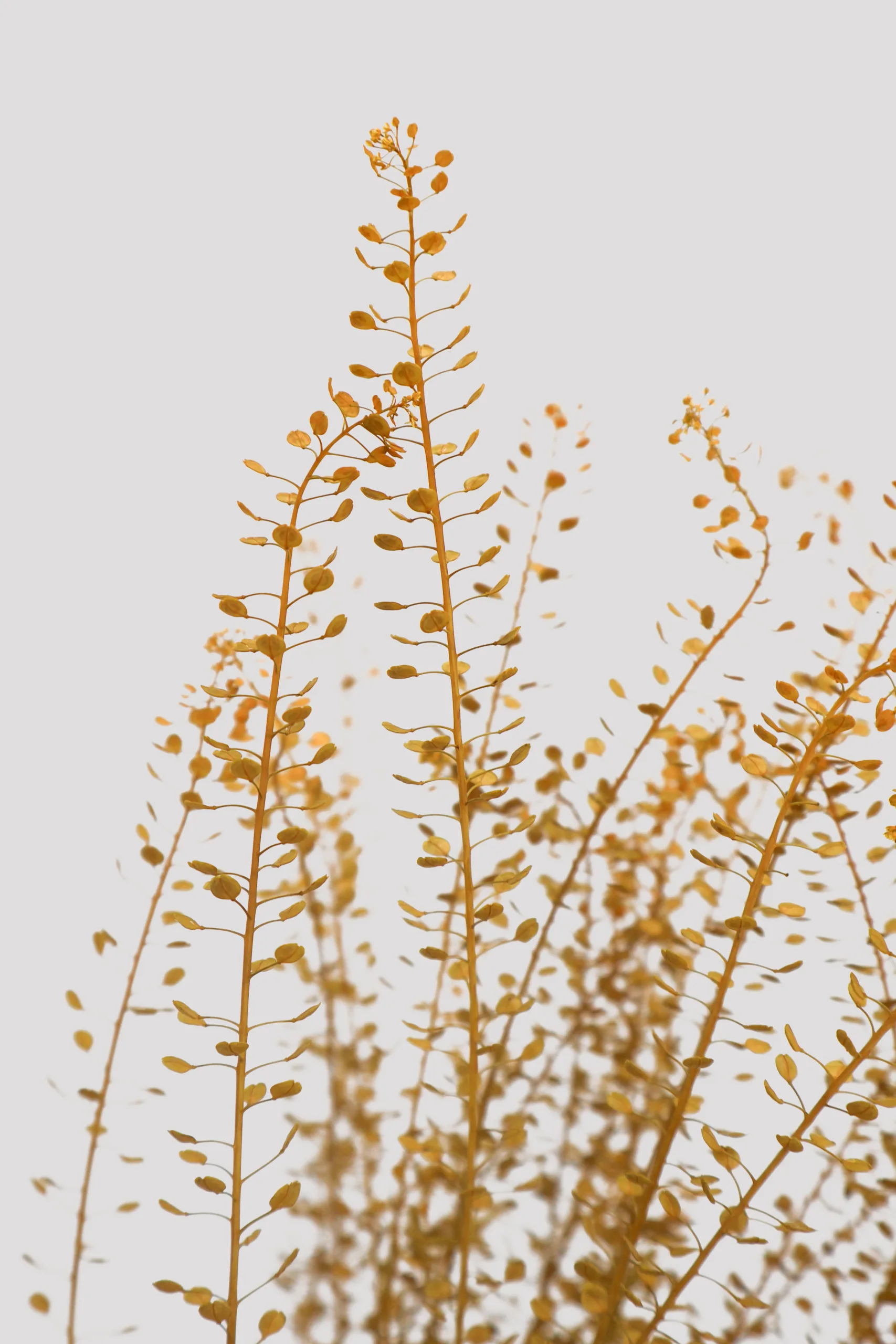 Thlaspi Bell Amarillo Detalle