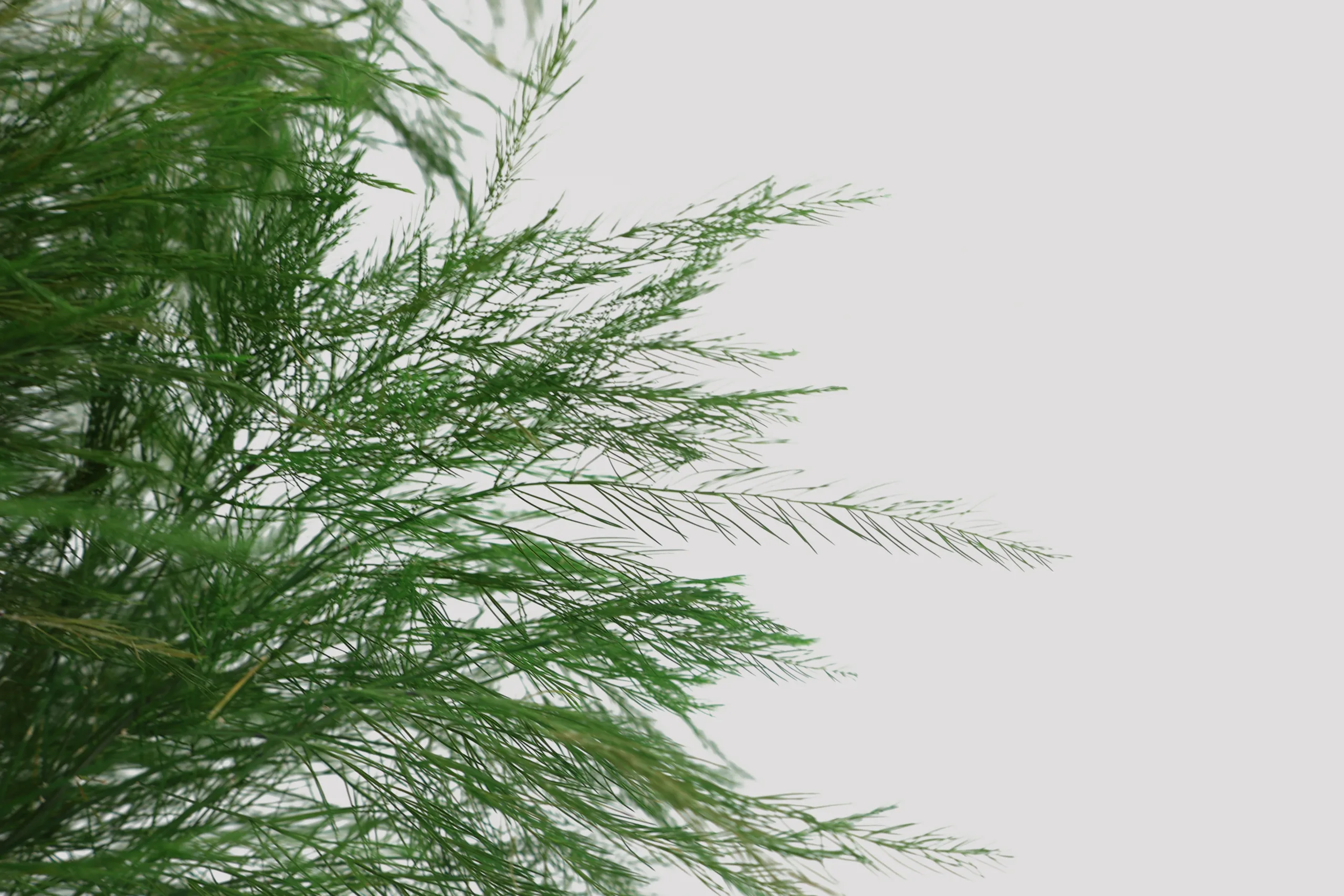 Tree Fern Verde (2)