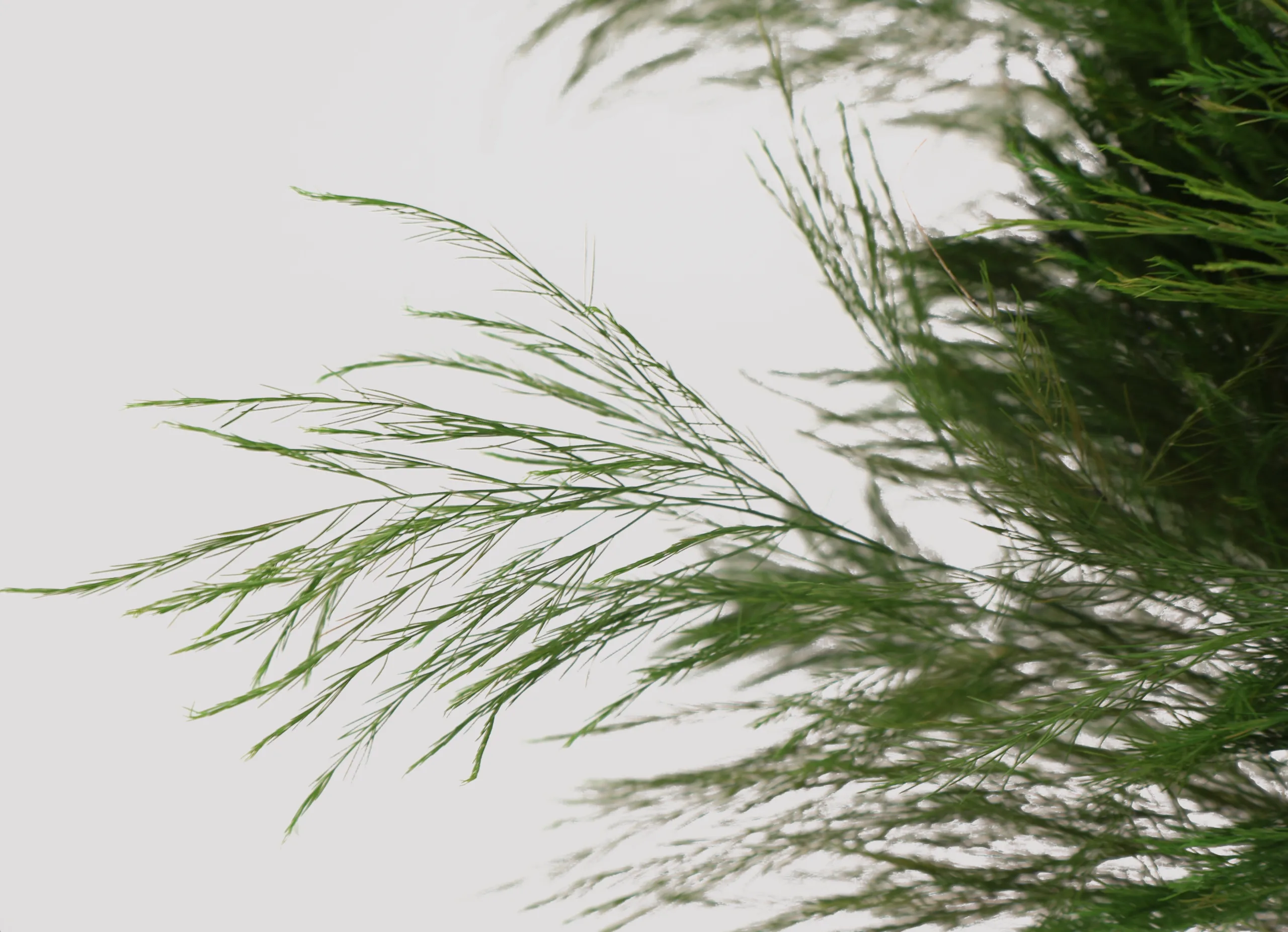 Tree Fern Verde Detalle 2