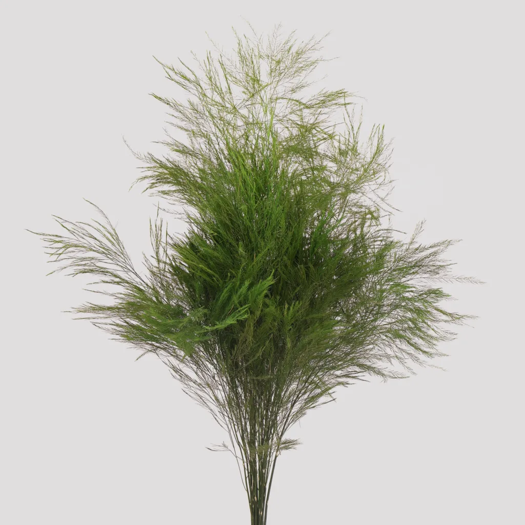 Feern Tree Tree Fern Green - Santa Dorotea
