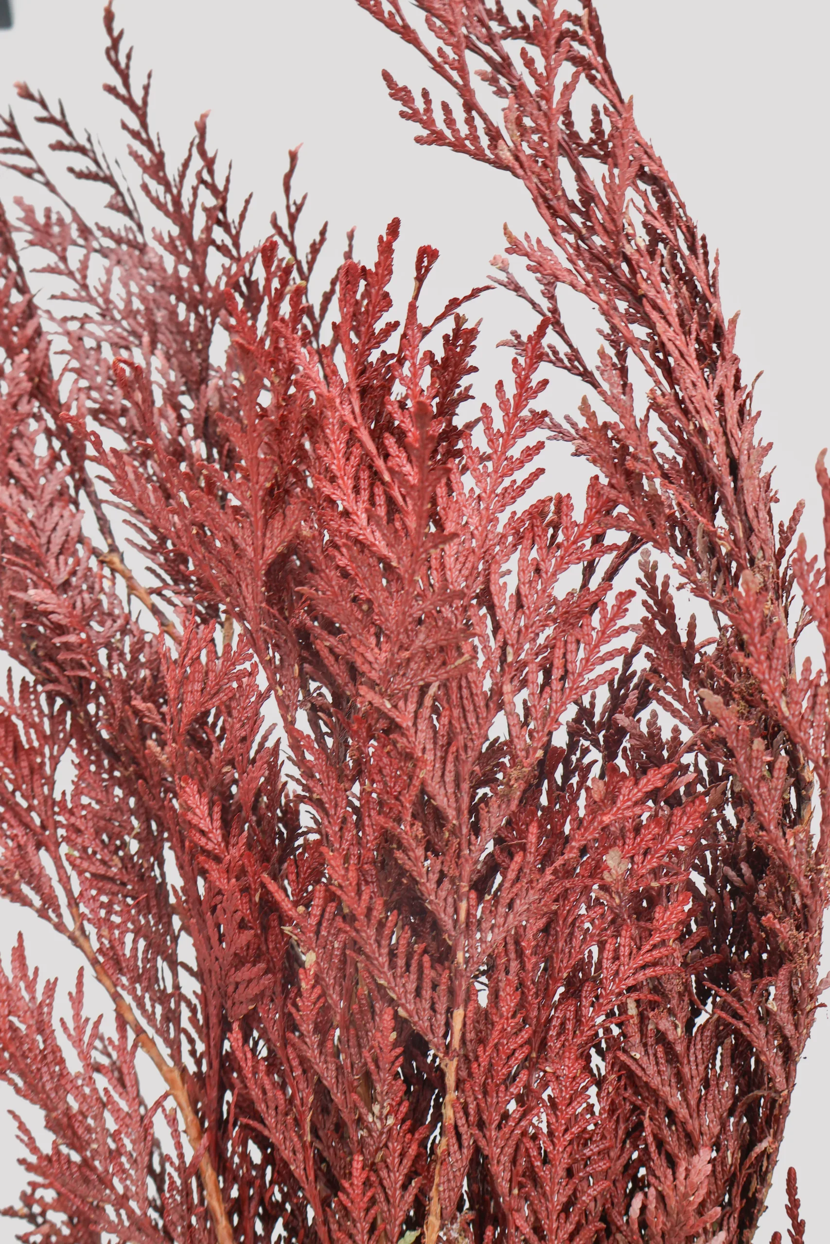 Tuya Orientalis Rojo detalle 2
