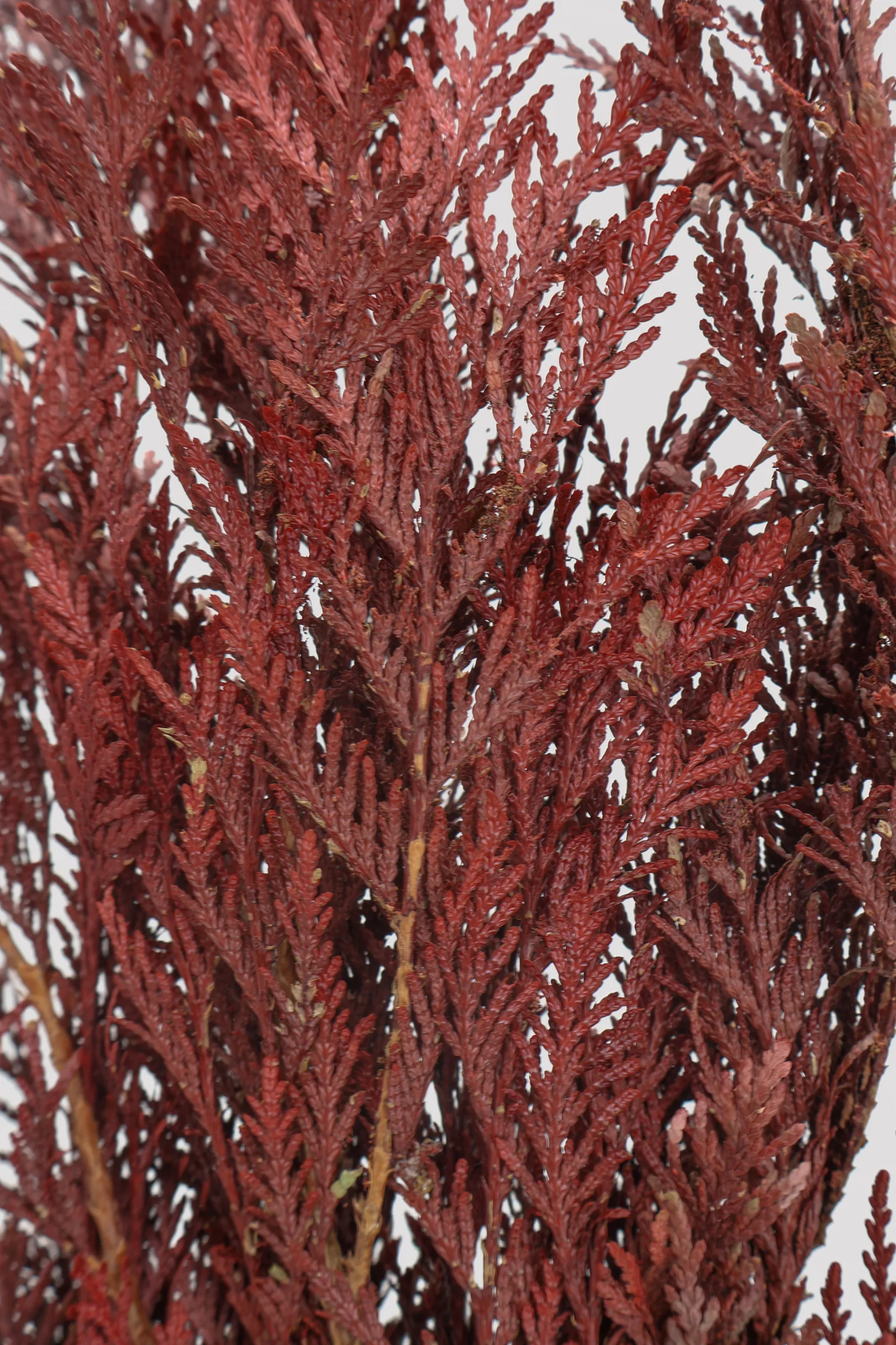 Tuya Orientalis Rojo detalle