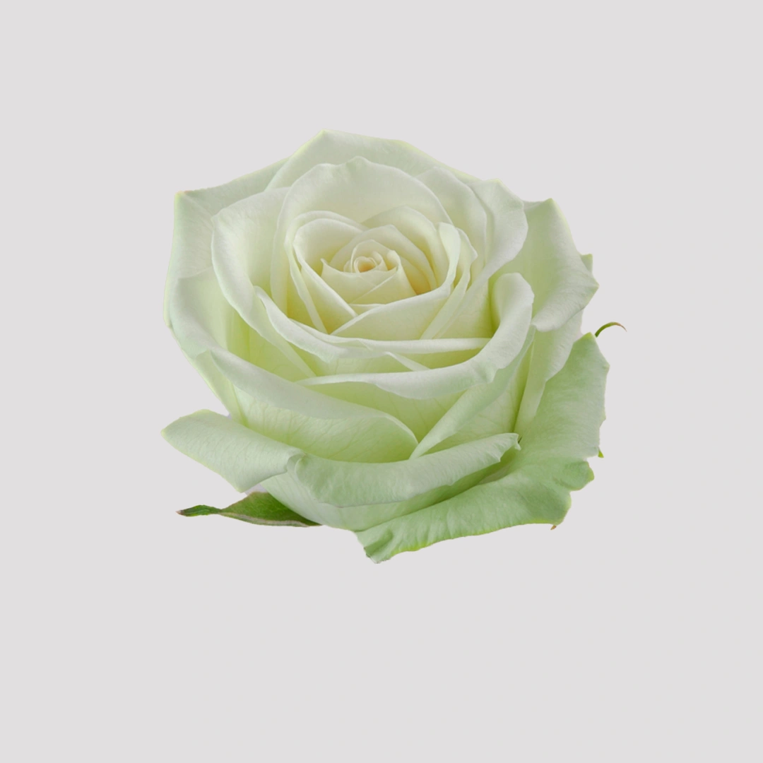 greenteasd